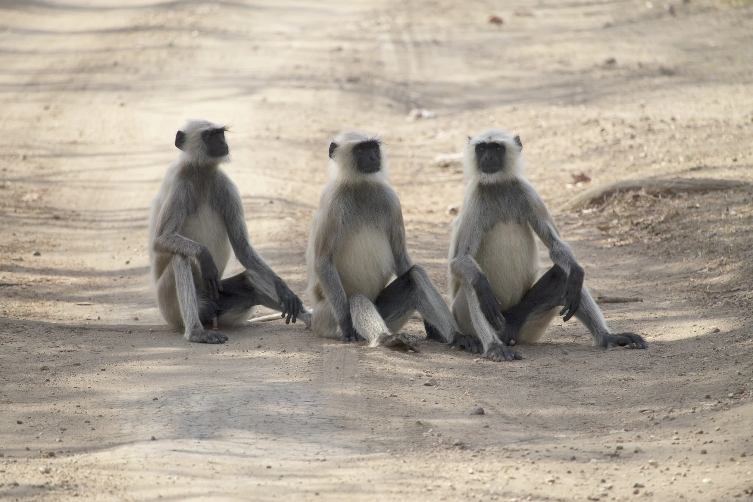 Stress and Your Social Gradient