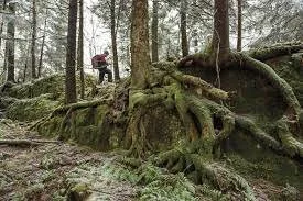 Come Bushwhack With Me (at 93)