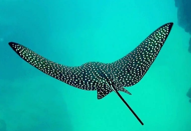 Meditation from the Puerto Rican Underworld