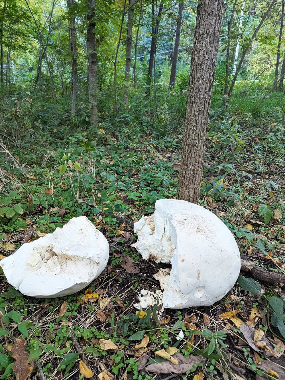 Back to the Natural World: Creative project updates and how I stay sane