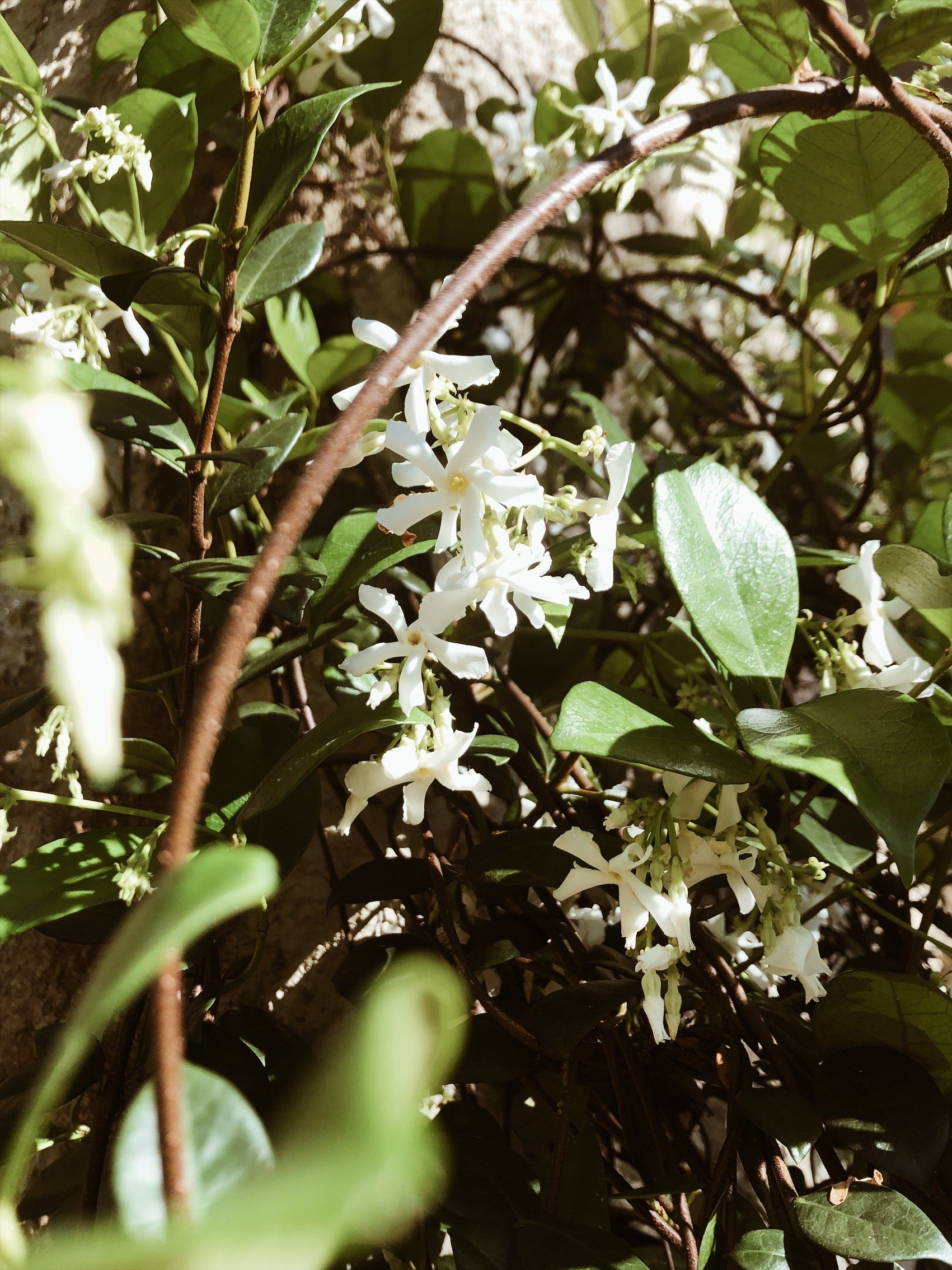 Star Jasmine Flower Essence — meraki nomad