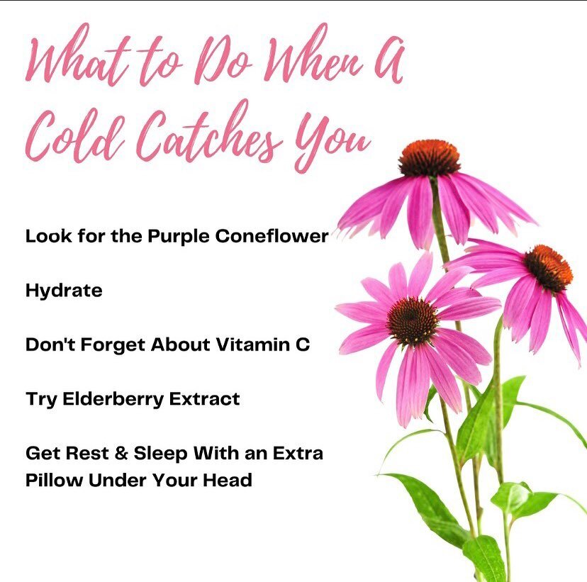 The average cold last 7 to 10 days - but you can make that shorter! Here&rsquo;s how:
🌸 Take fresh extracted Echinacea at the first signs of a cold. Skip the herb in dried forms such as teas: drying Echinacea kills the active ingredients. 🍊 Load up