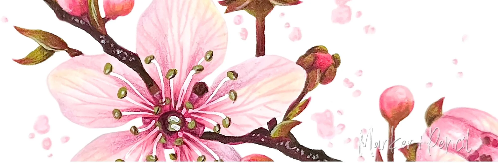 Closeup detail of "Cherry Blossom" marker and colored pencil illustration. Learn why pink gets brighter the more you fix it.