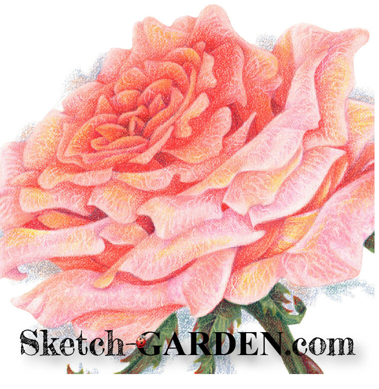 Buy Rose Flower Bud Sketch Original Color Pencil Artpink Red Online in  India  Etsy