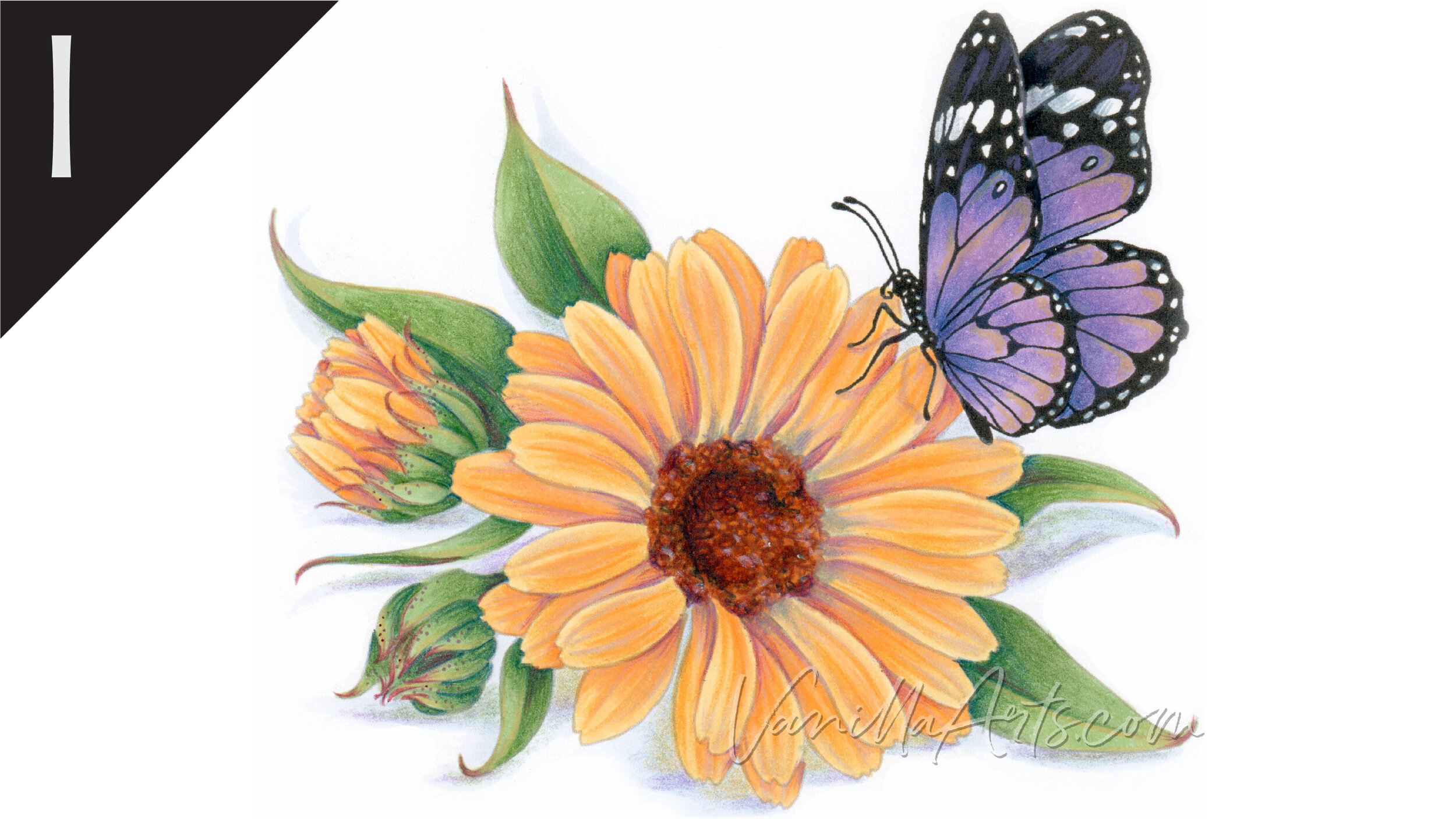 Realistic Flowers in Colored Pencil