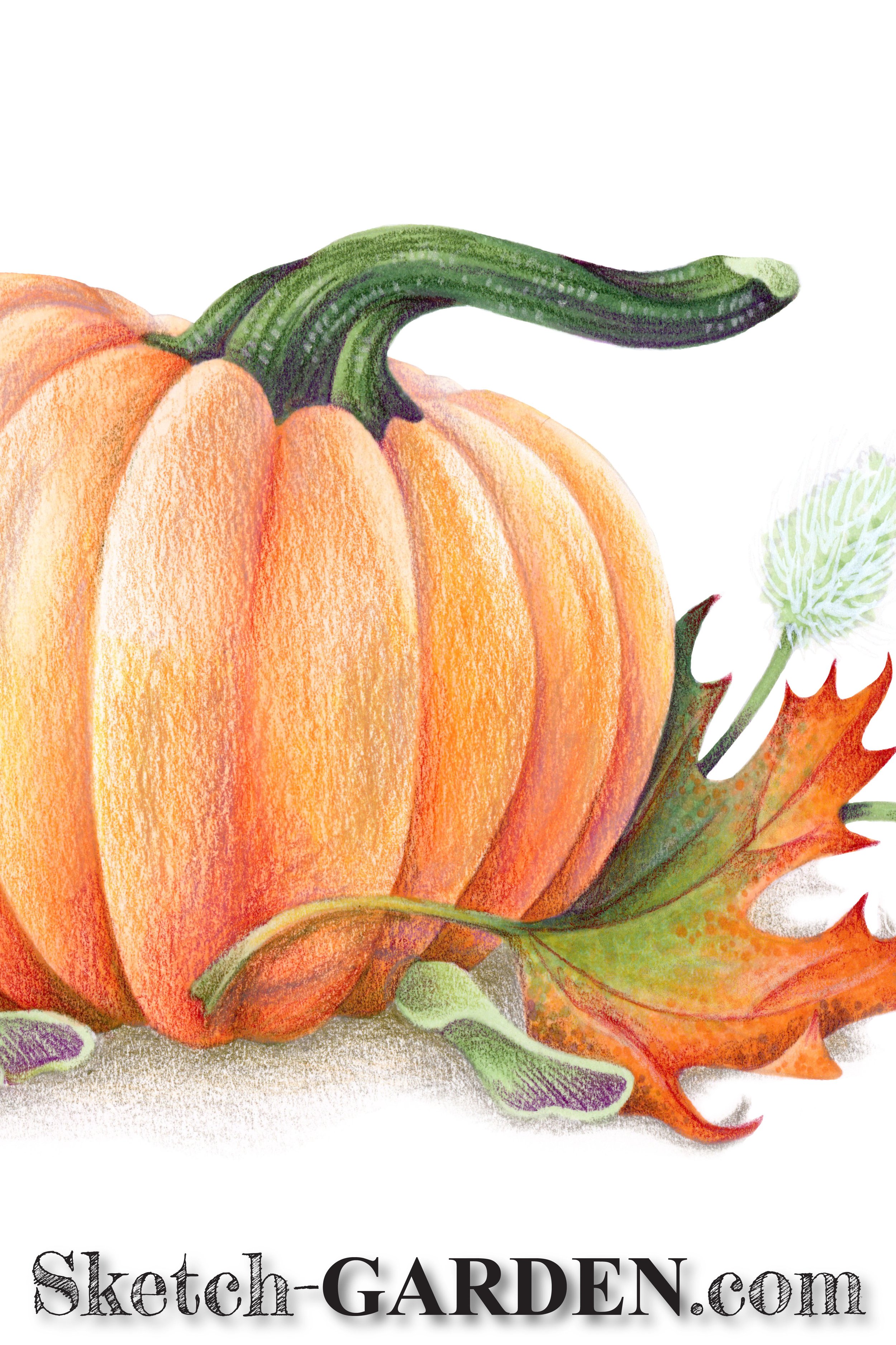 Maple Pumpkin Digital Stamp for Copic, Colored Pencil, Watercolor — Sketch  Garden