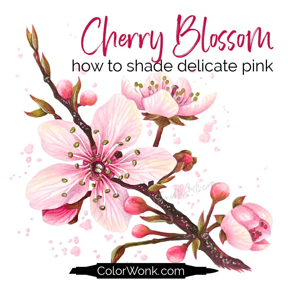 Realistic cherry blossom lesson focused on delicate pink using alcohol markers and colored pencil techniques for realistic shading and dimension.