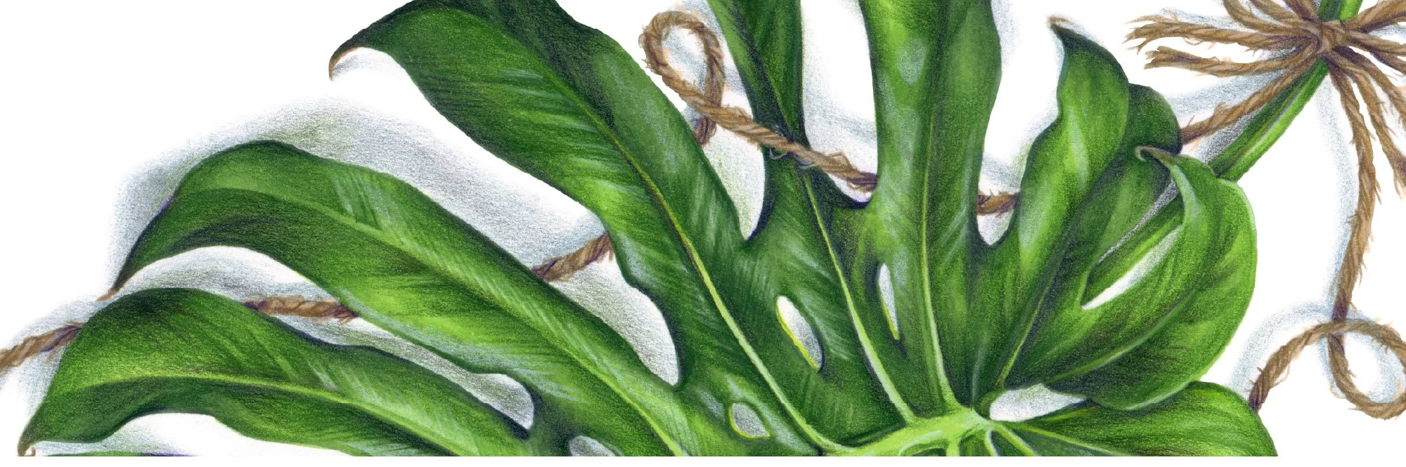 Closeup detail of "Monstera" marker and colored pencil illustration. Learn why excellent blending doesn't create realism.