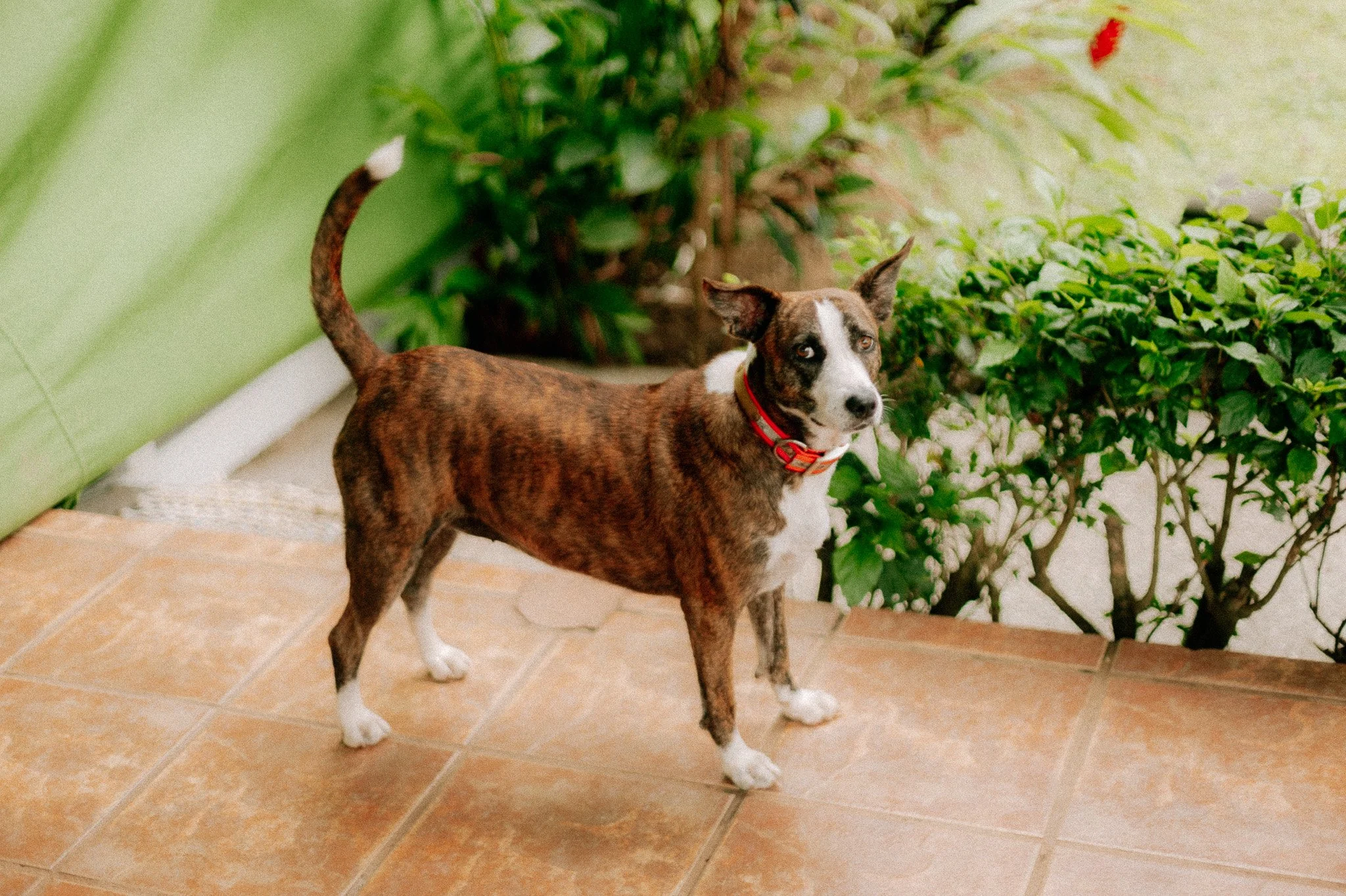 Kambo Casita's guadian , Daisy or Doodle for the intimates.