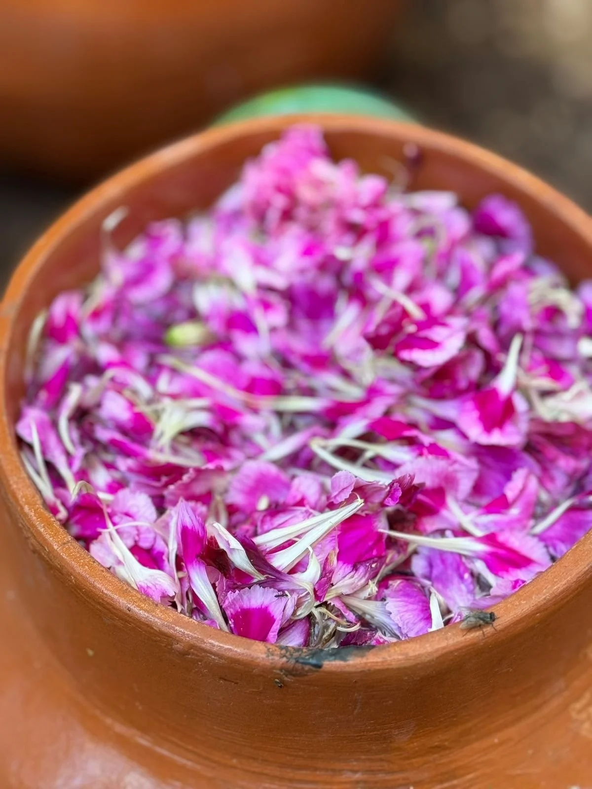 Walking the Beauty Way with integrity - Ancestral wholeness retreat - april 2025, Costa Rica.