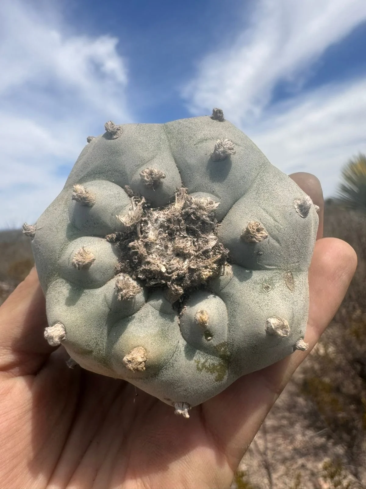 Peyote also know as Hikuri