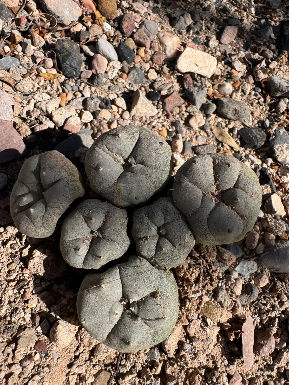 WhatsApp Image 2025-11-26 at 12.01.05 (2).jpeg