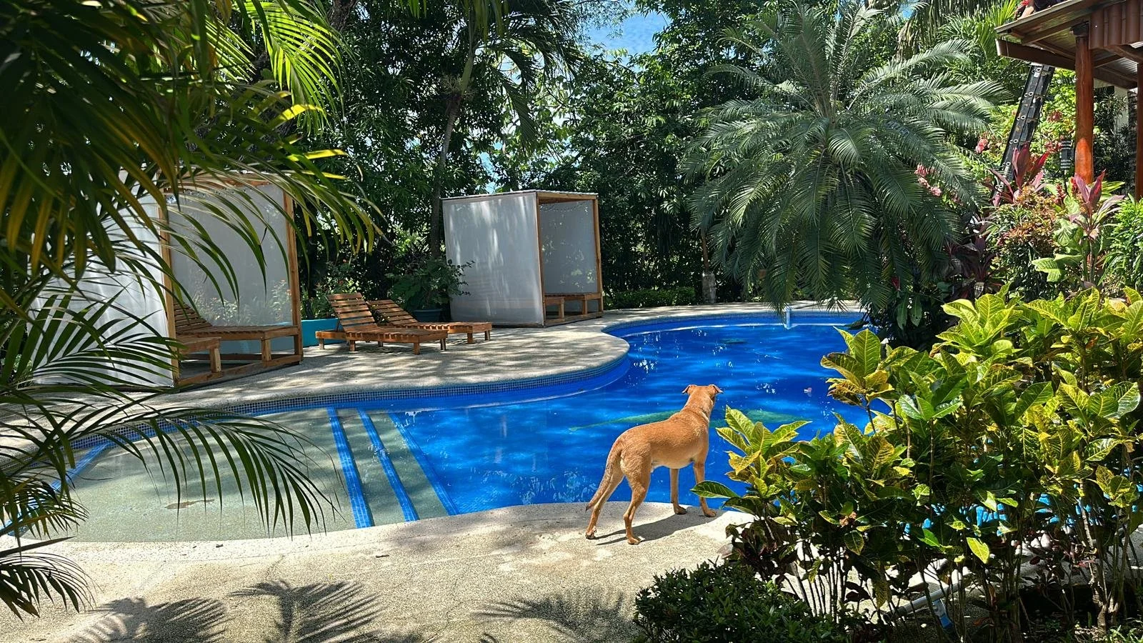 Kambo Casita's pool where you will get to rest during Ancestral Wholeness Retreat April 2025 Costa Rica