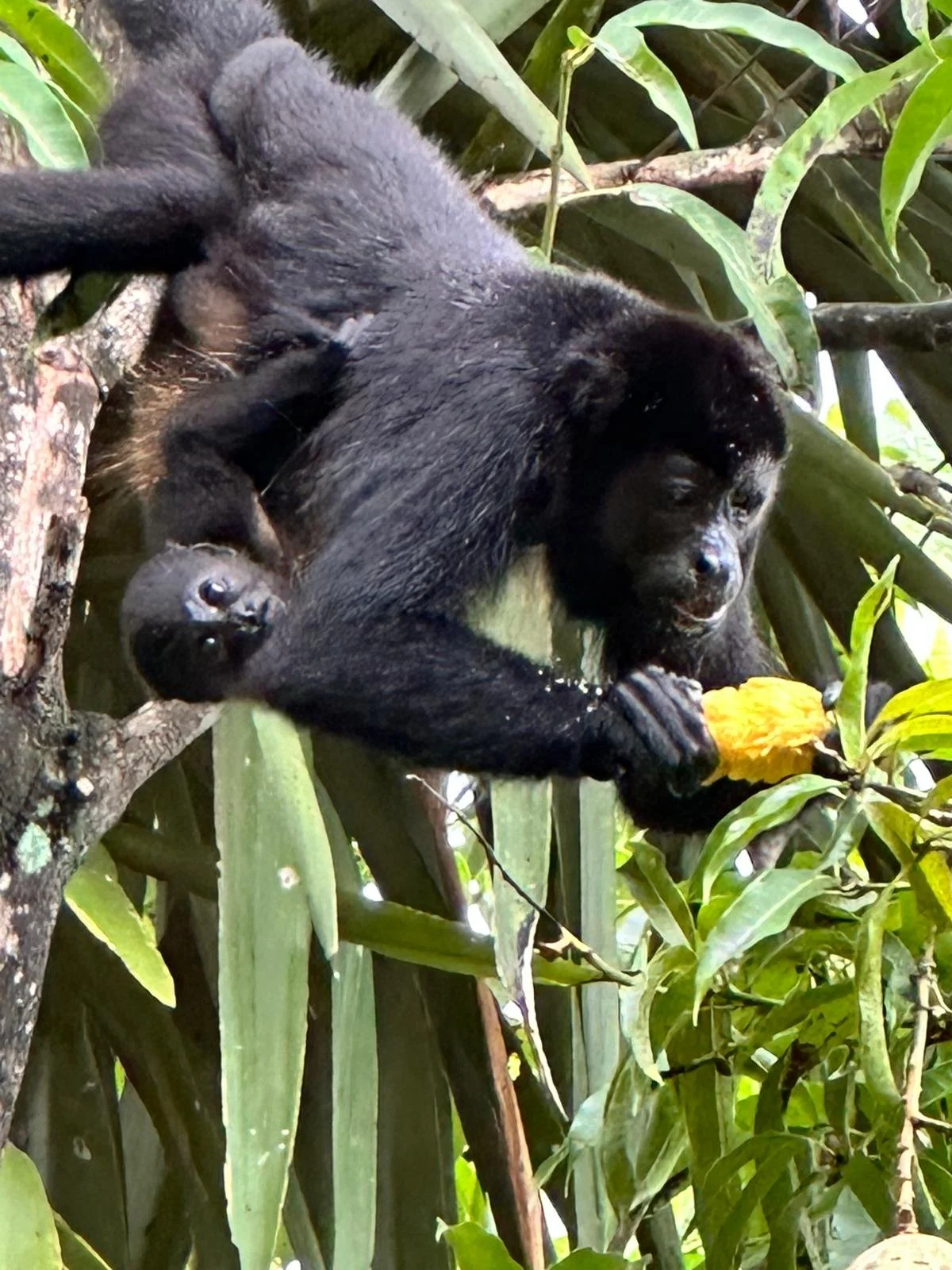 Costa Rica wildlife, howling monkeys to your door. Ancestral Wholeness Retreat April 2025 Costa Rica