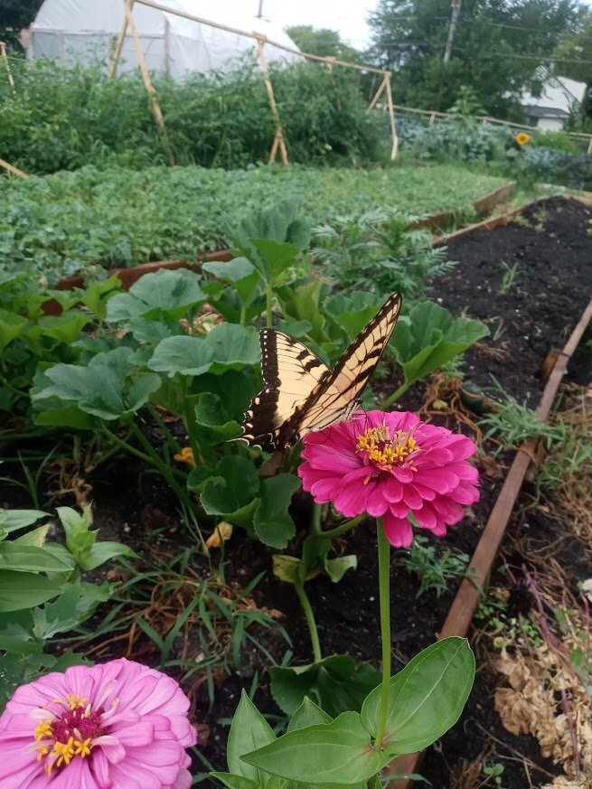 butterfly flower farm.jpg