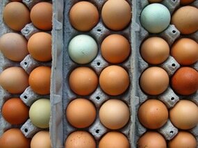 Enjoy freshly harvested eggs from Janie's Farm in Dwight, Illinois. You'll see the difference in taste, color, and texture!