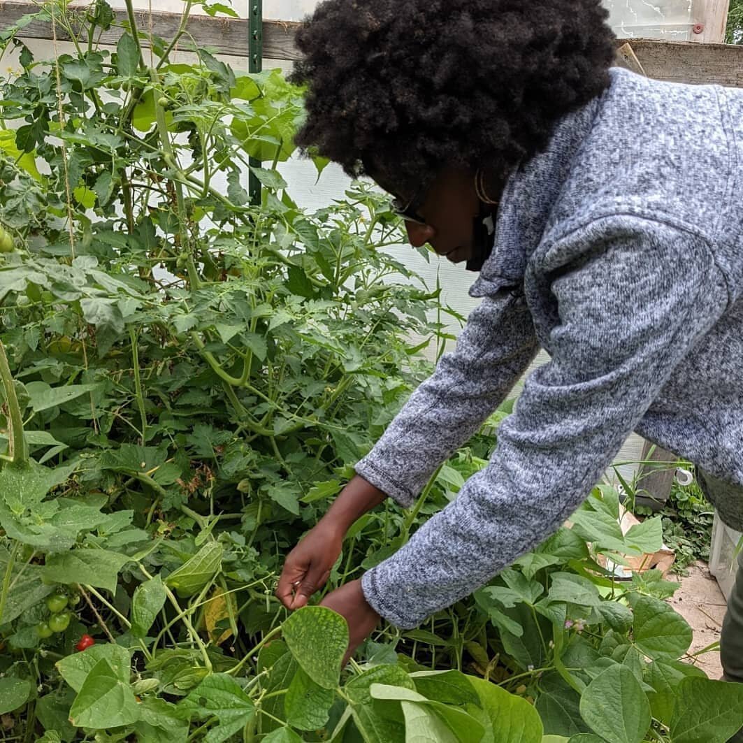 Lots of goodies coming out of the farm these days. We harvested the first of the squash, beans, and cherry tomatoes! Peppers and more tomatoes on the way soon. #StarFarmChicago #CommunityFarm #BackoftheYards #Local #Organic #NonProfit #UrbanFarmer #U