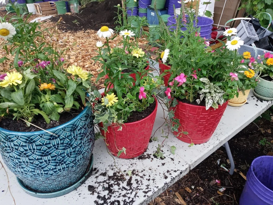 pollinator planters 2.jpg