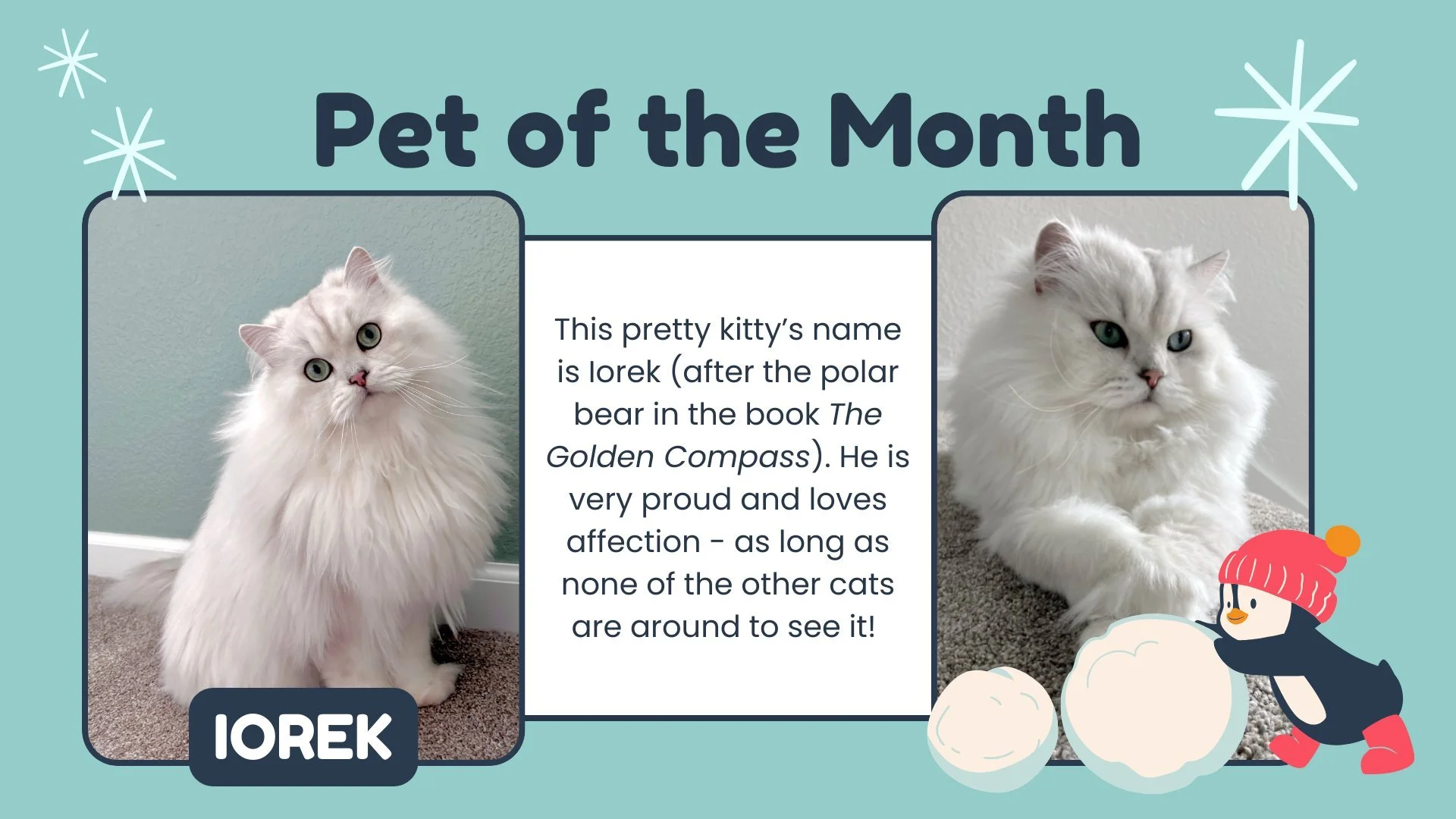 It's FURRY FRIEND FRIDAY and this snowy feline is the perfect January pet of the month!
Nominate your pet for the pet of the month by emailing us a picture of them with a few fun facts. All species are welcome!🪿🐷🦊🐰🐴🐝🐍🦎🦂🕷️🦐🦞🦀🐟🐖🐑🐈🐕🐩?