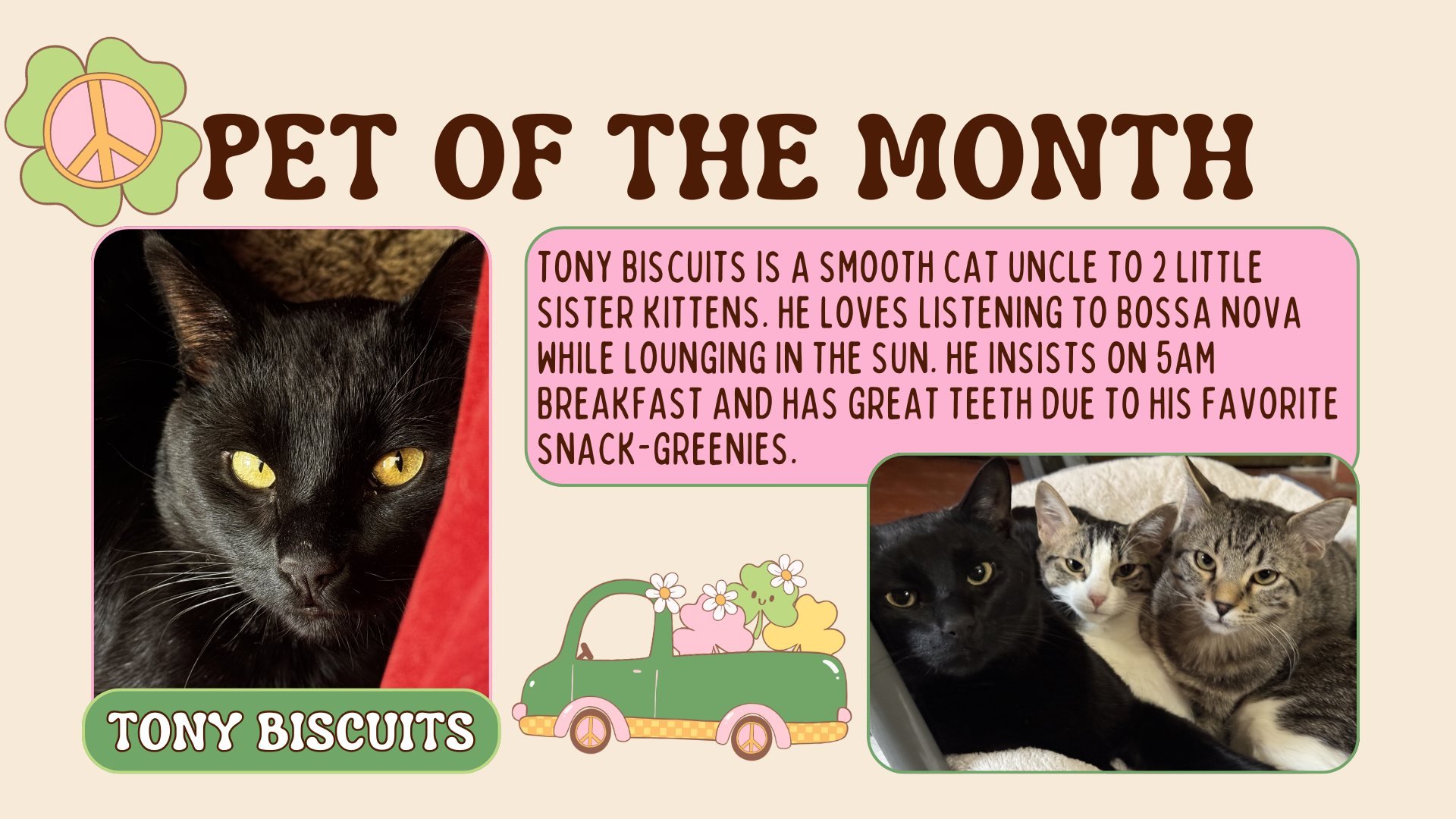 Happy FURRY FRIEND FRIDAY!! Meet this cozy cat 🐈🐾 then submit your own furry (or not-so-furry) friend to be a pet of the month. All species welcome!!🪿🐷🦊🐰🐴🐝🐍🦎🦂🕷️🦐🦞🦀🐟🐖🐑🐈🐕🐩🦚🦜🦨🐁🐾