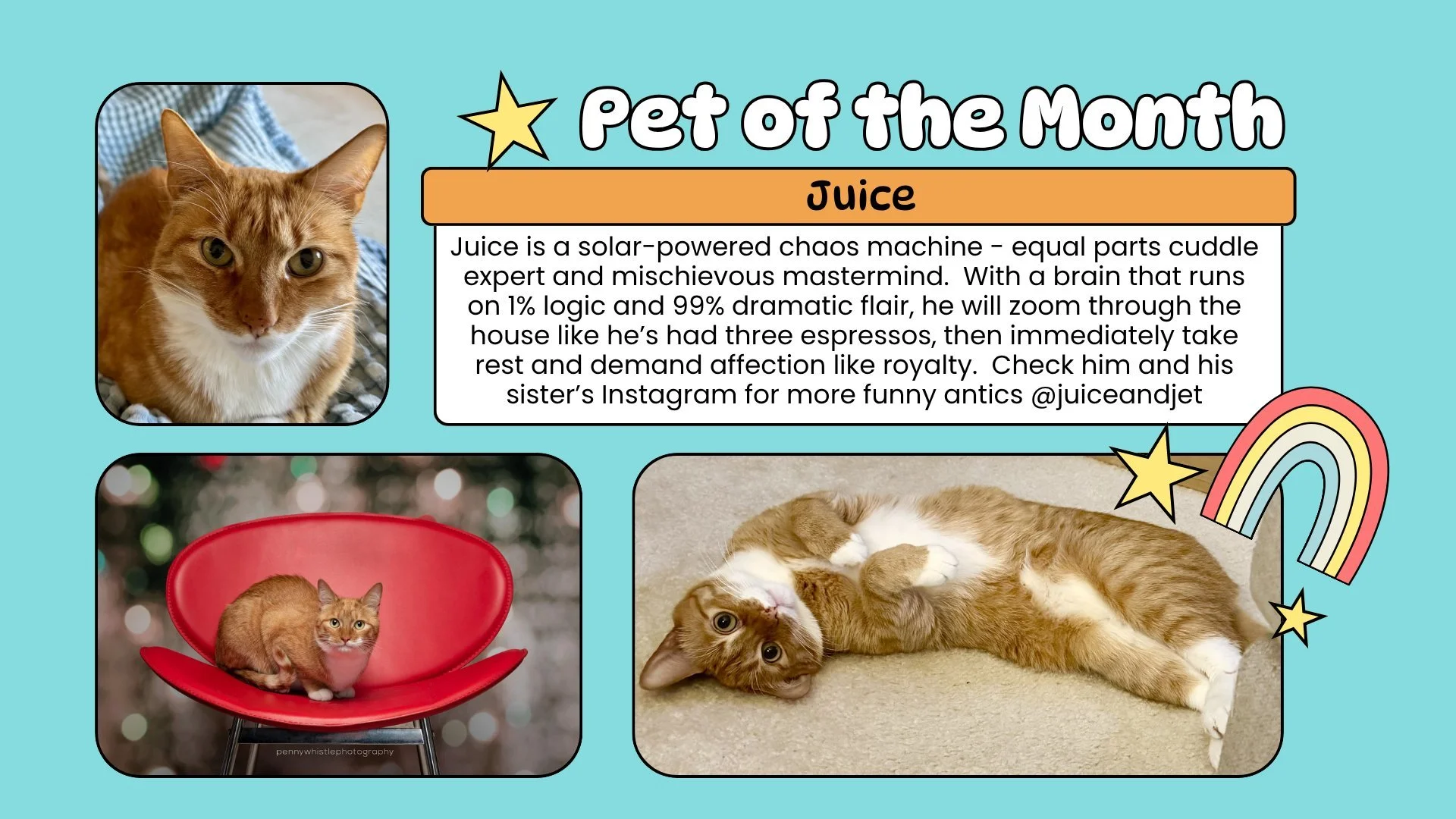 It's FURRY FRIEND FRIDAY featuring this feisty feline 🐈!! After meeting Juice please nominate your pet, furry or not, to be one of our pets of the month! 🪿🐷🦊🐰🐴🐝🐍🦎🦂🕷️🦐🦞🦀🐟🐖🐑🐈🐕🐩🦚🦜🦨🐁🐾