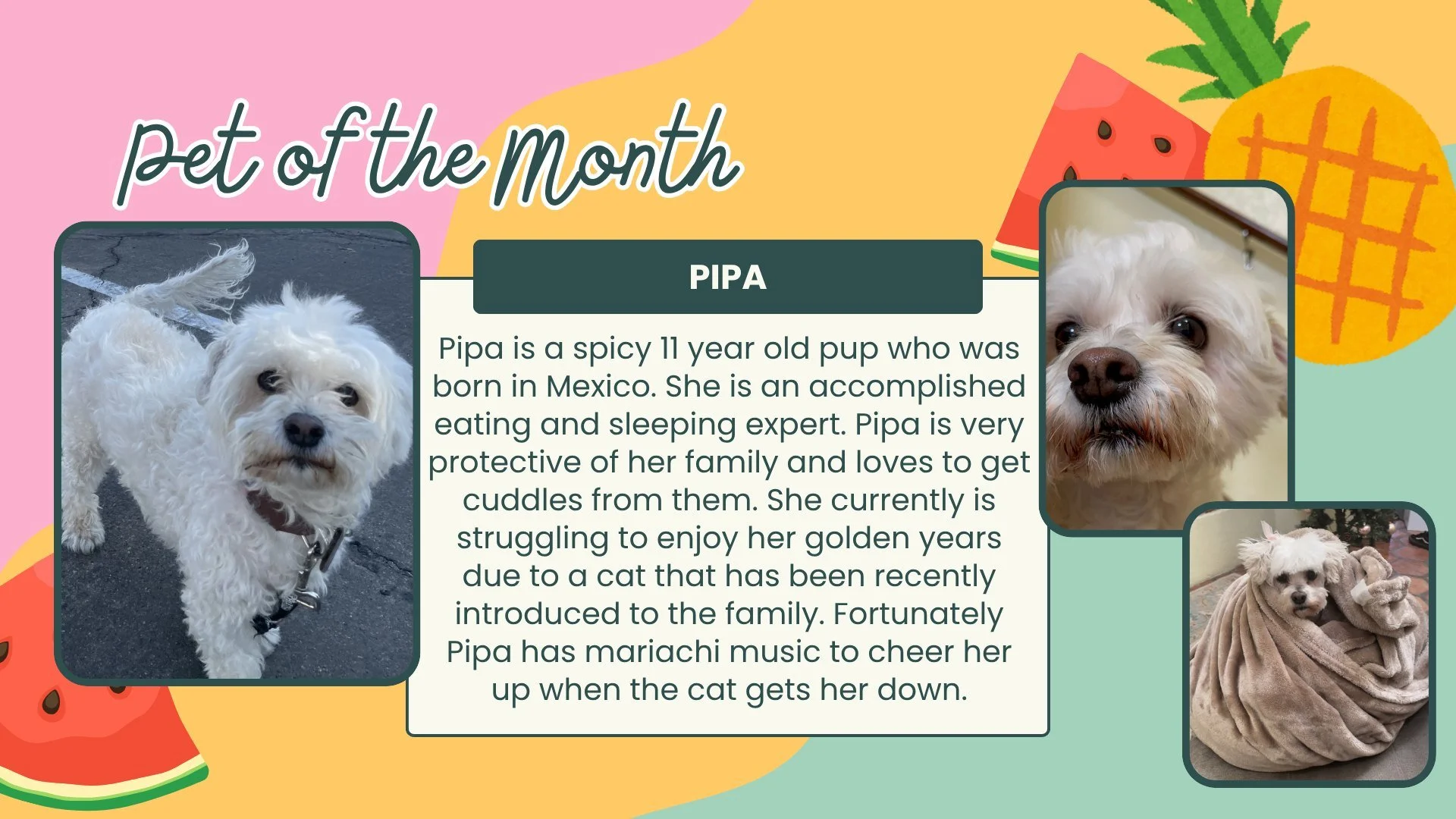 Happy FURRY FRIEND FRIDAY!!! Pipa is our perky pup of the month! Nominate your furry (or scaly or spikey or feathery, ect.) friend for July's Pet of the Month!🪿🦆🦋🐌🐍🦎🐢🐞🐈&zwj;⬛🐩🐕🐇🐁🦔🐎🐄🐖🐑