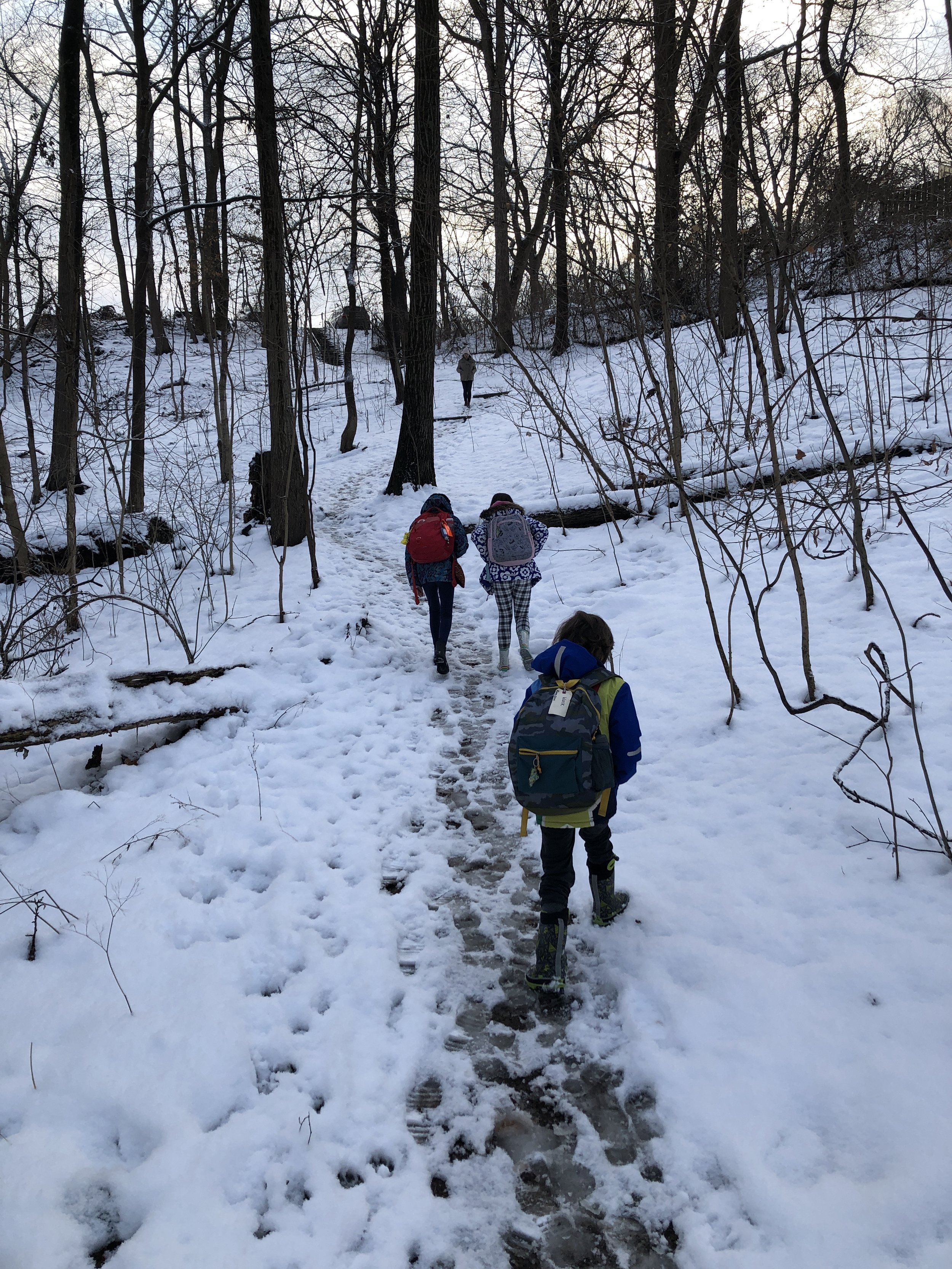 The magical woodland walk to school.