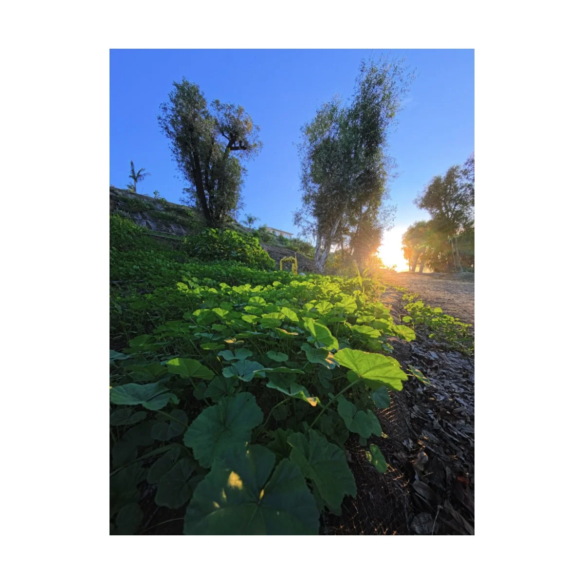 ace pro 2 street photography