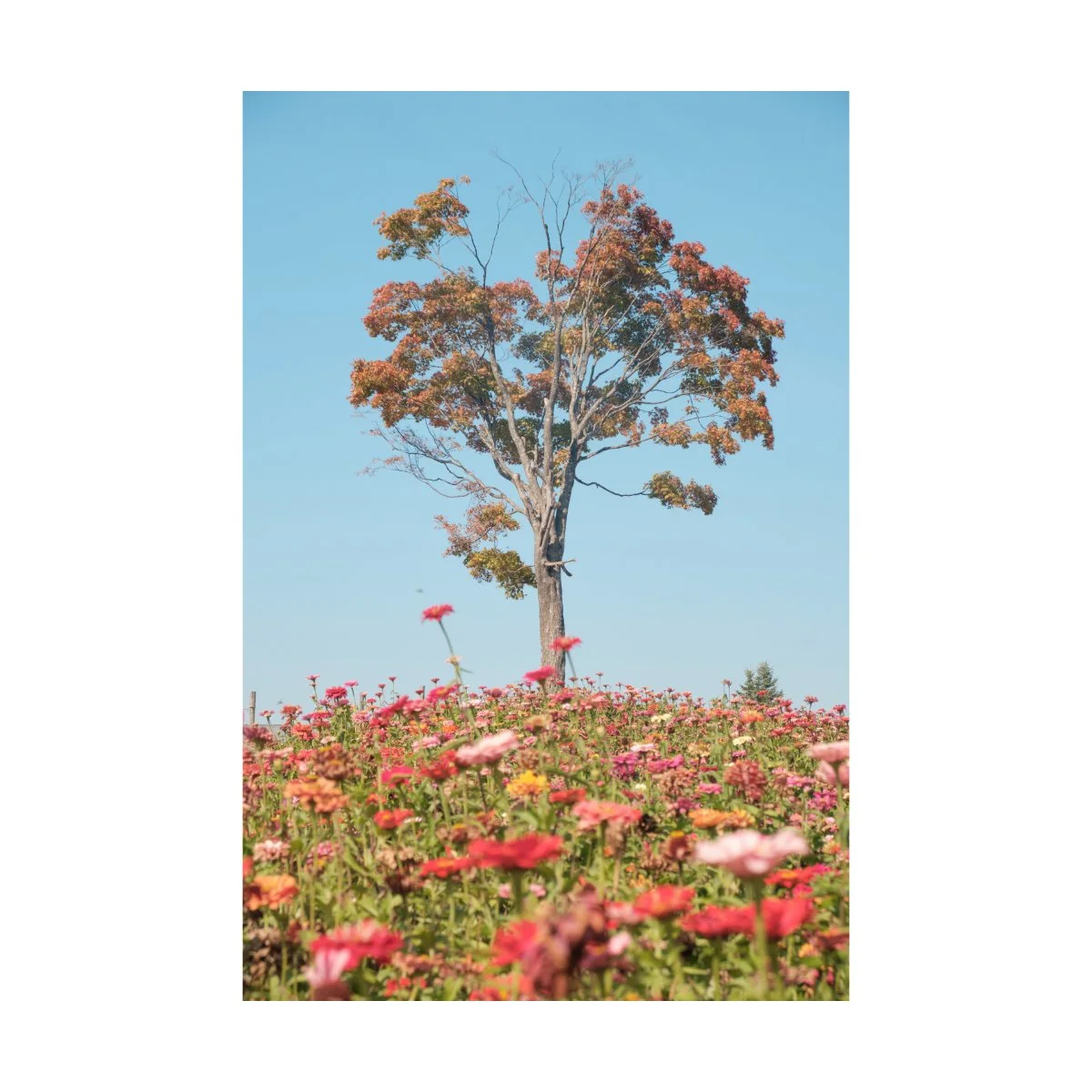 japan daytime photography andre pel