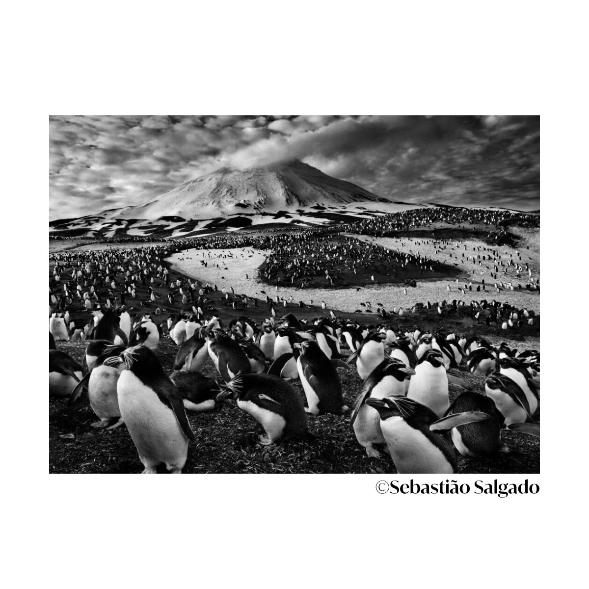 salgado penguins genesis