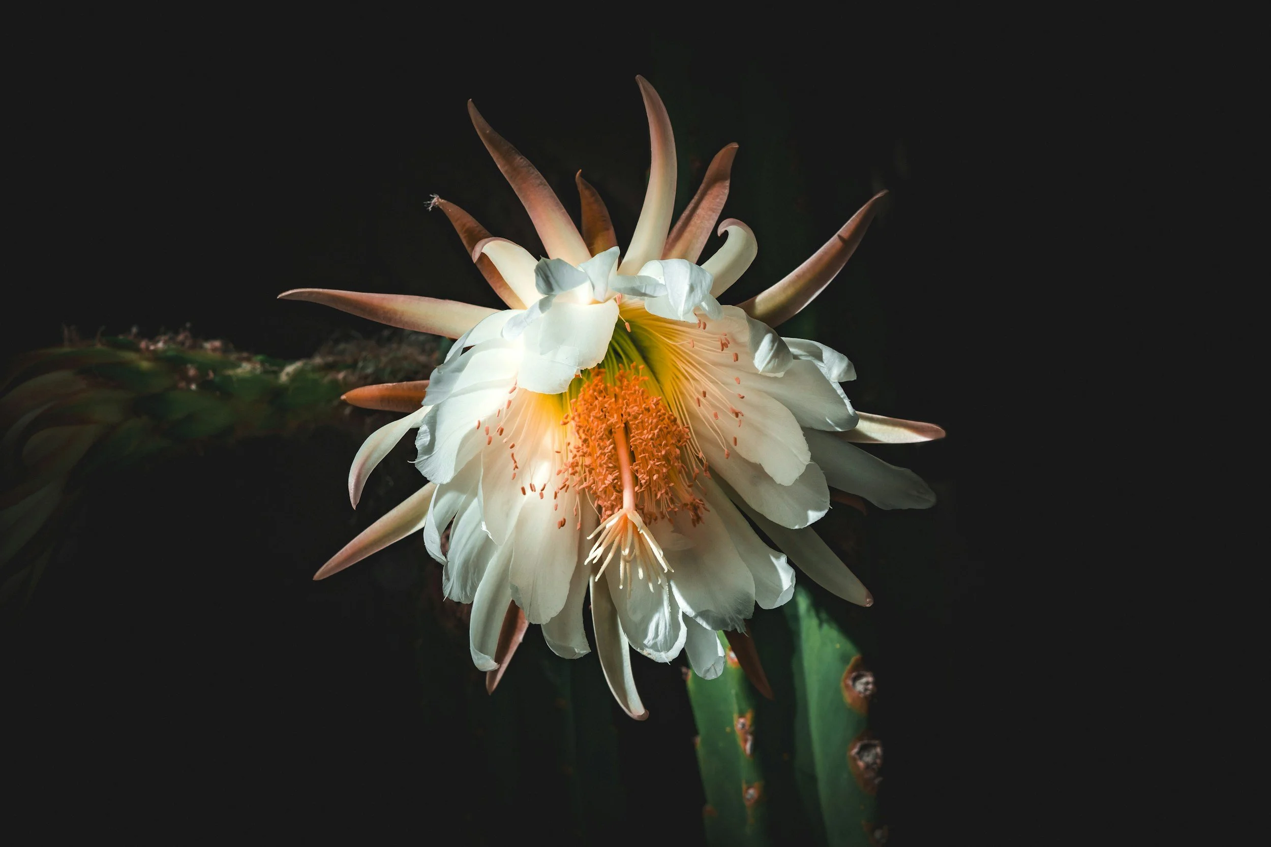 unsplash-image-P_H1IvolGq4.jpg