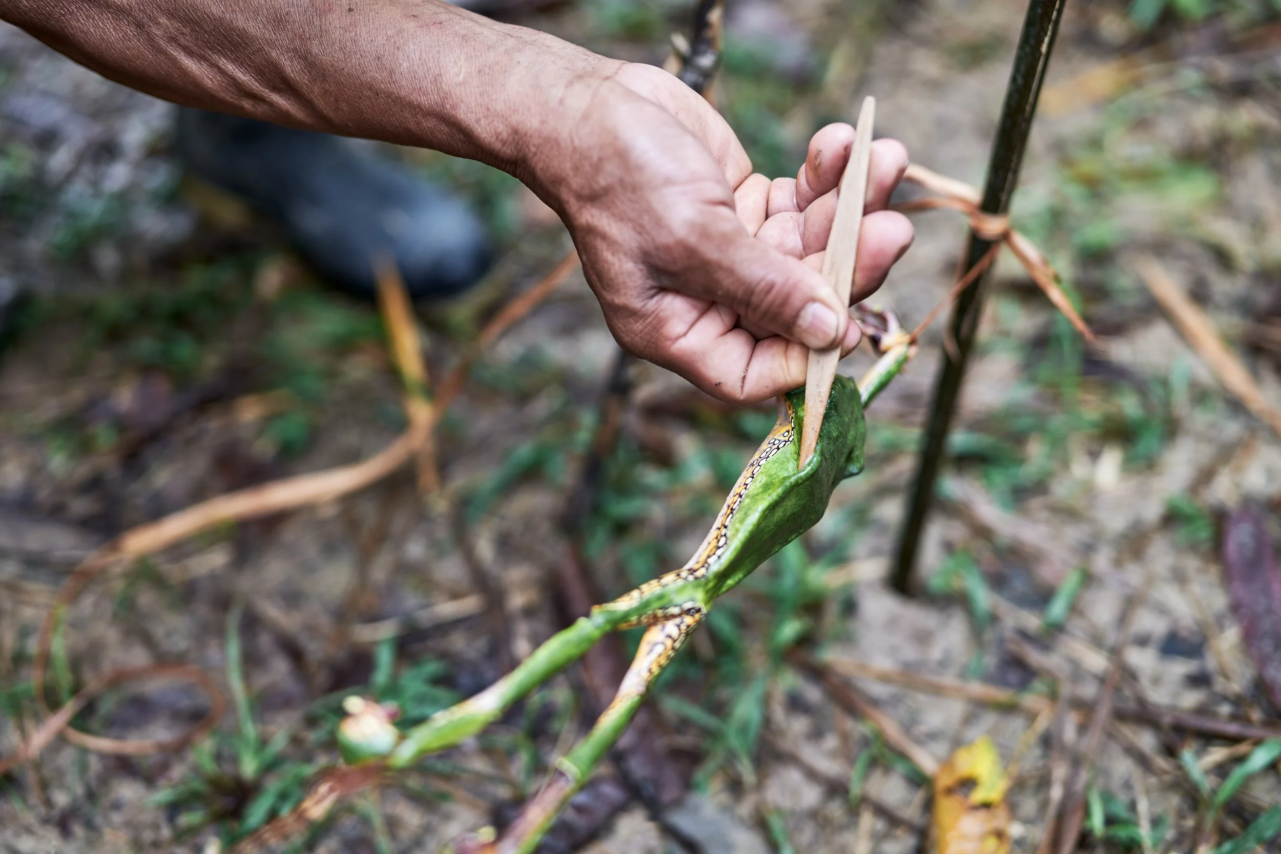 robinson&frogs 32.JPG