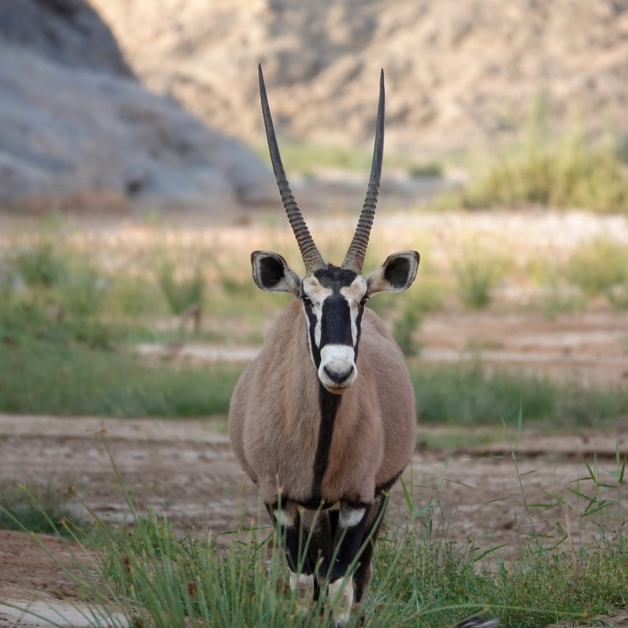 Namibia_Wildlife_1.jpg