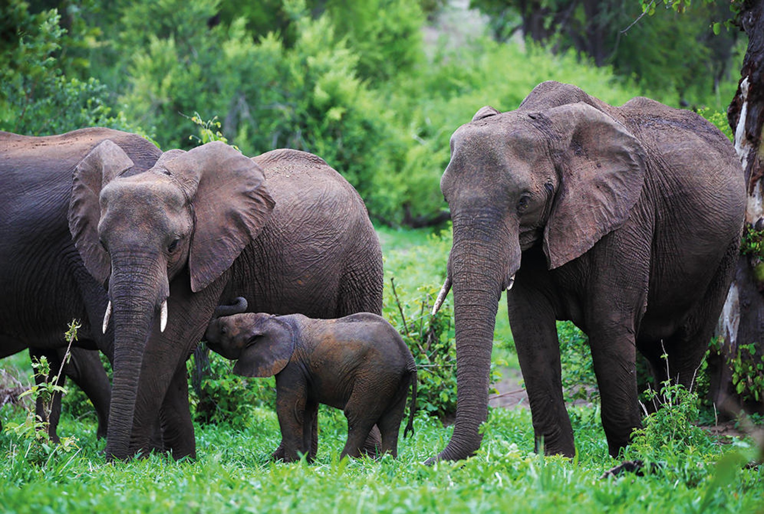 25-Matetsi Private Game Reserve Elephant w Calf.jpg