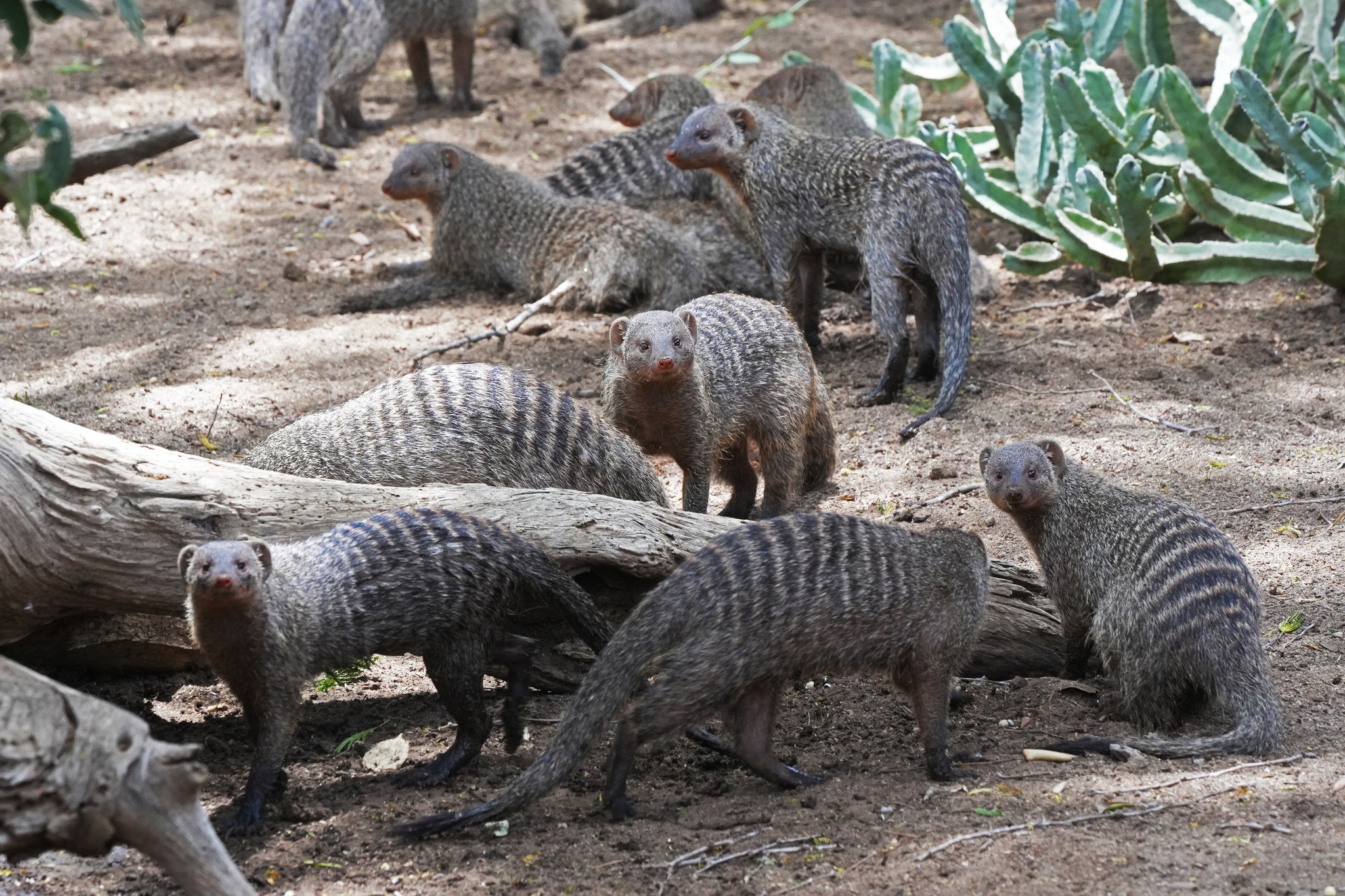 A portion of the banded mongoose family foraging. Satao Camp, Tsavo East National Park, Kenya September 2023 .jpeg