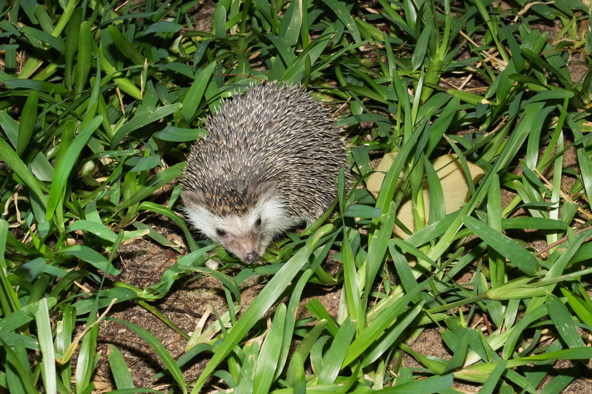 African Hedgehog, Watamu, Kenya, September 2023 .jpeg