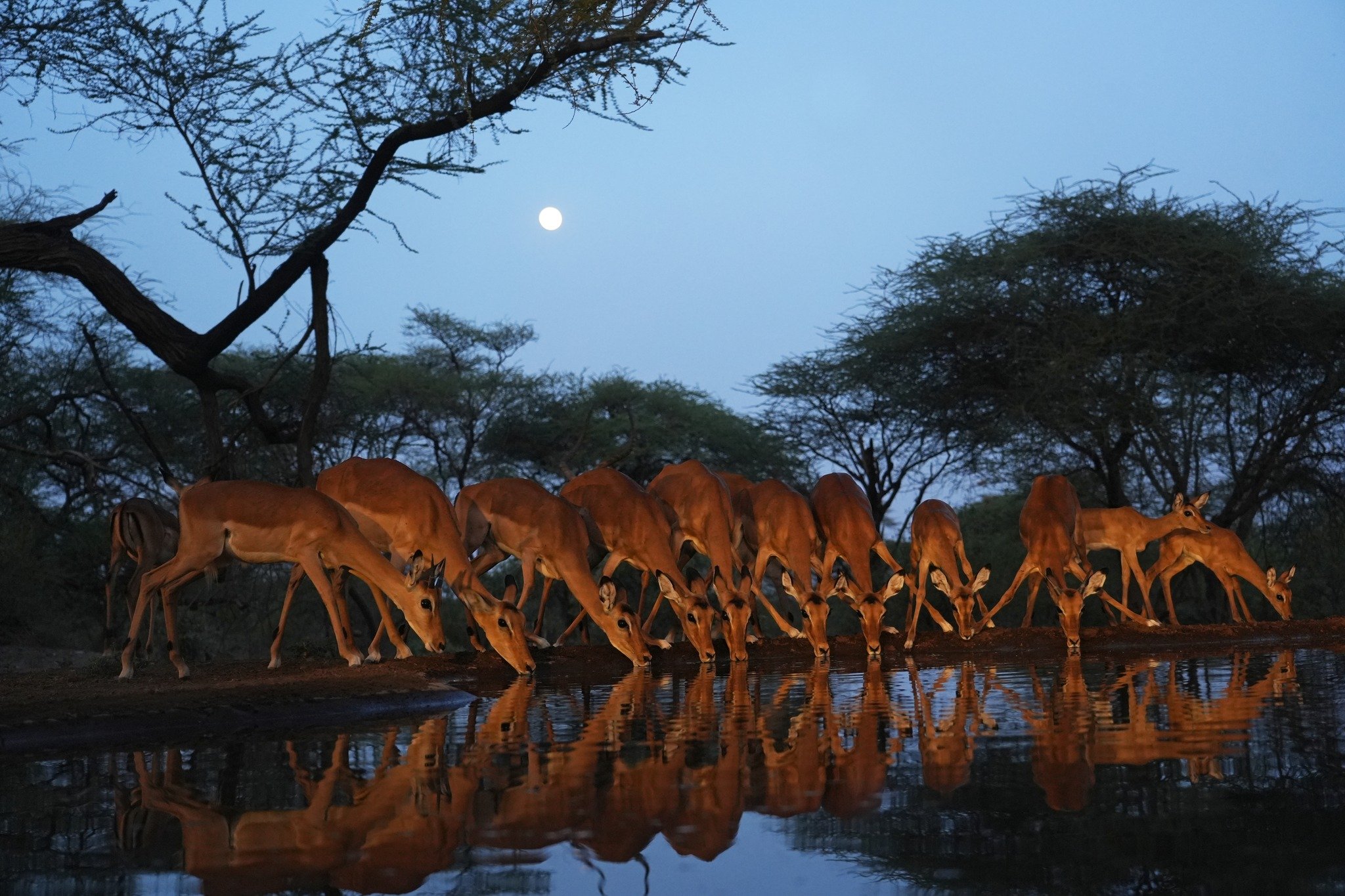 Beautiful reflections. Impala, Lentorre Lodge, Kenya, September 2023 .jpeg