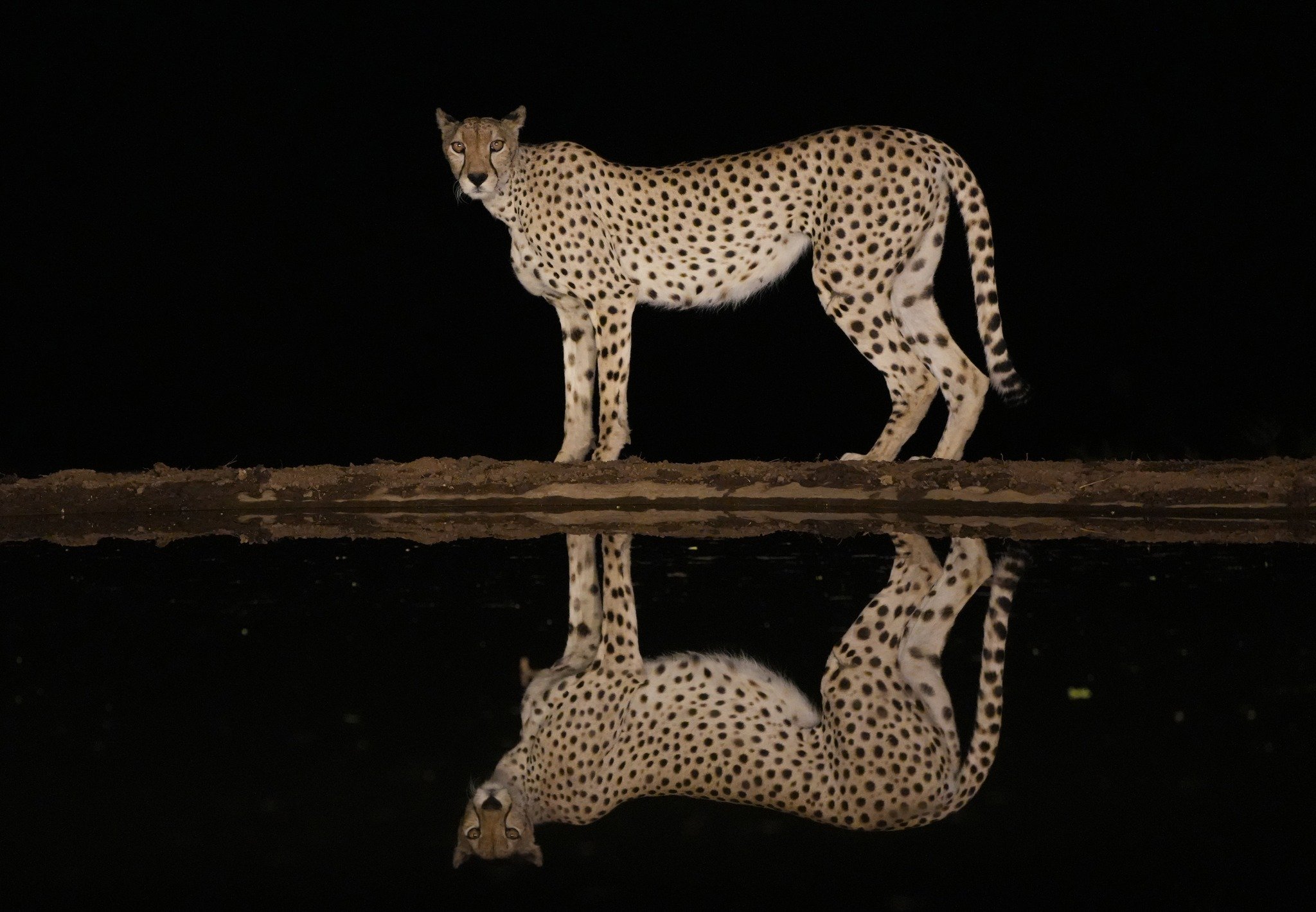 Cheetah, Lentorre Lodge, Kenya, September 2023 .jpeg