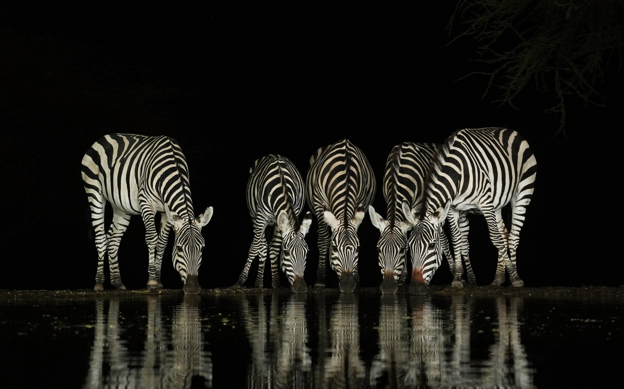 Common Zebras, Lentorre Lodge, Kenya, September 2023 .jpeg