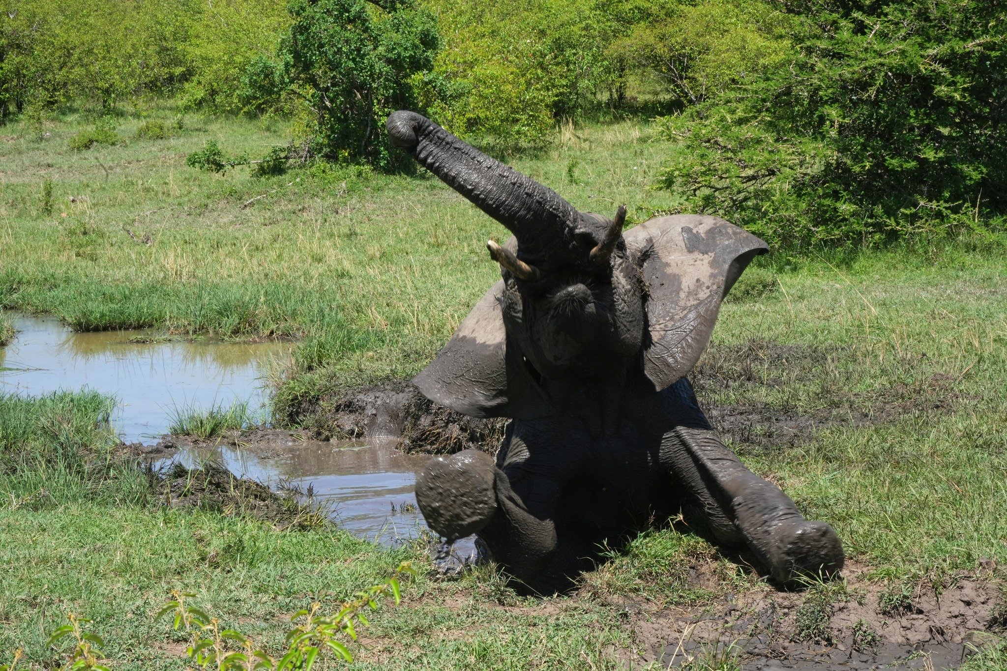 Elephant taking a mud bath, Naboisho Conservancy, Kenya October 2023 .jpeg