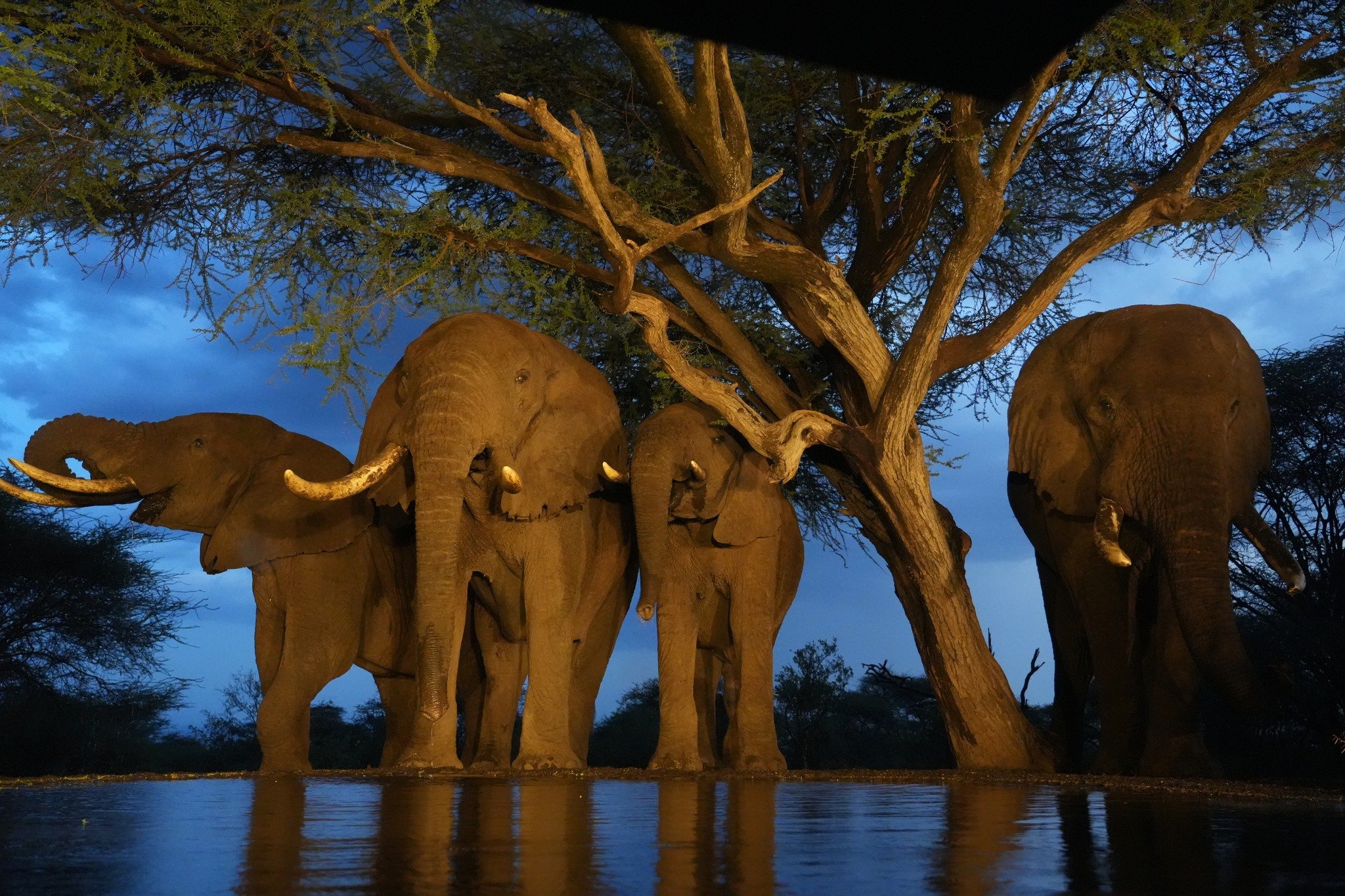 Elephants, Lentorre Lodge, Kenya, September 2023 .jpeg