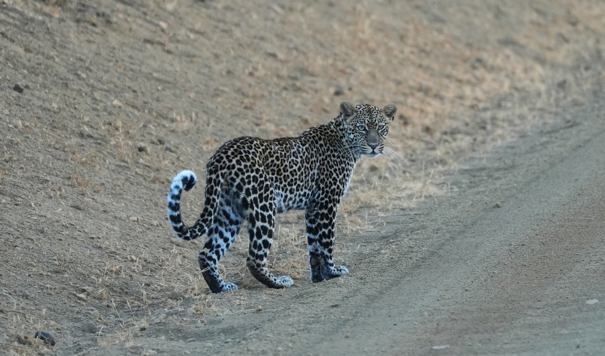 Leopard, Tsavo West National Park, Kenya September 2023 .jpeg