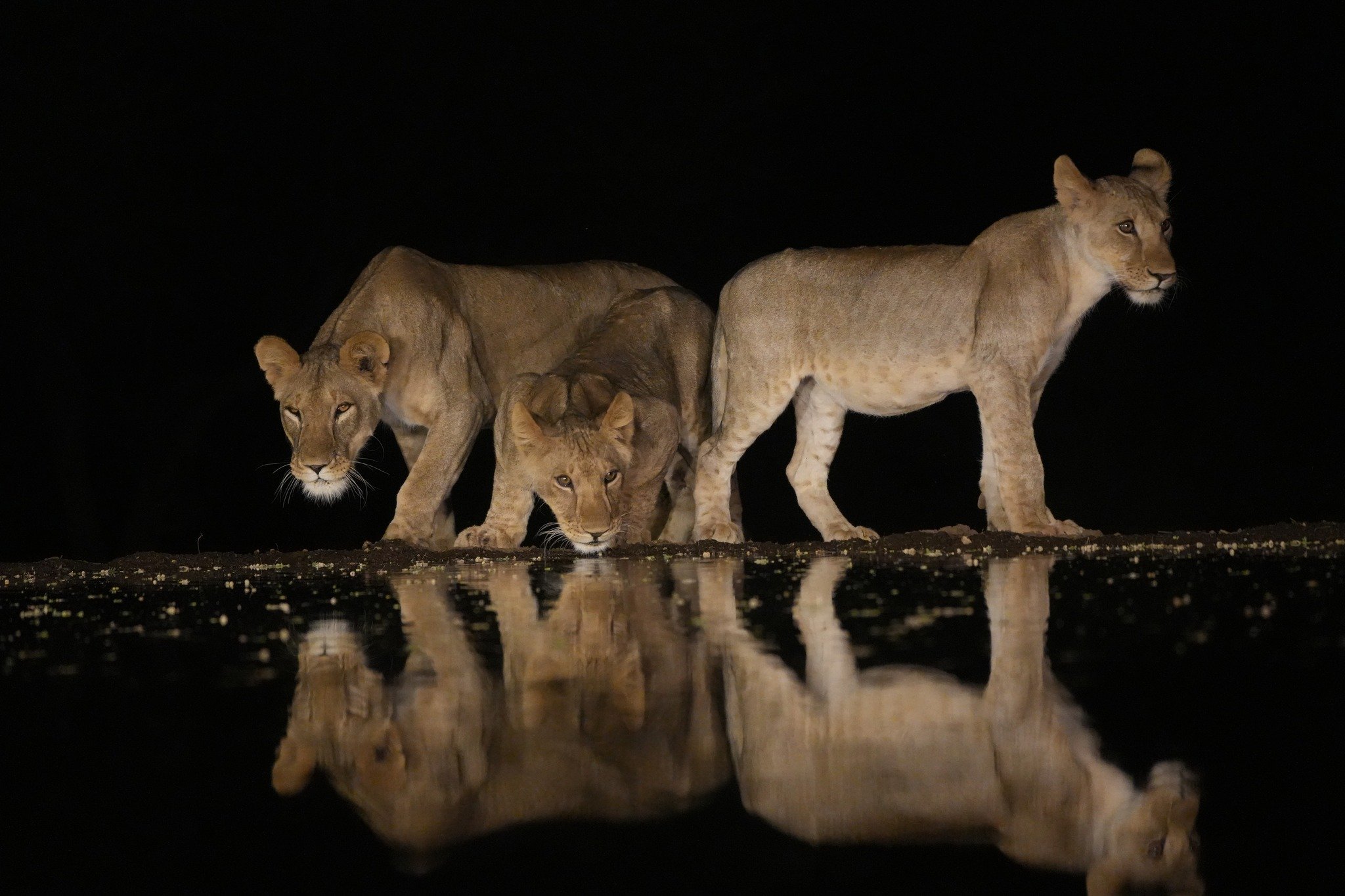 Lions at the Lentorre Lodge watering hole, Kenya, September 2023 .jpeg