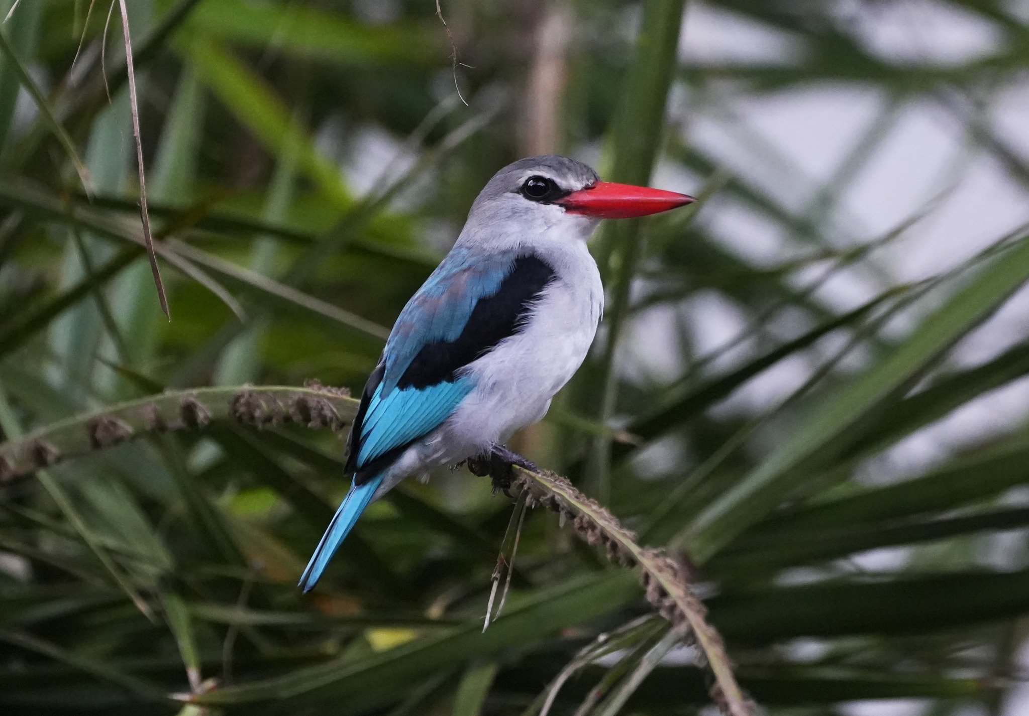 Mangrove Kingfisher, Watamu Sept 2023.jpeg