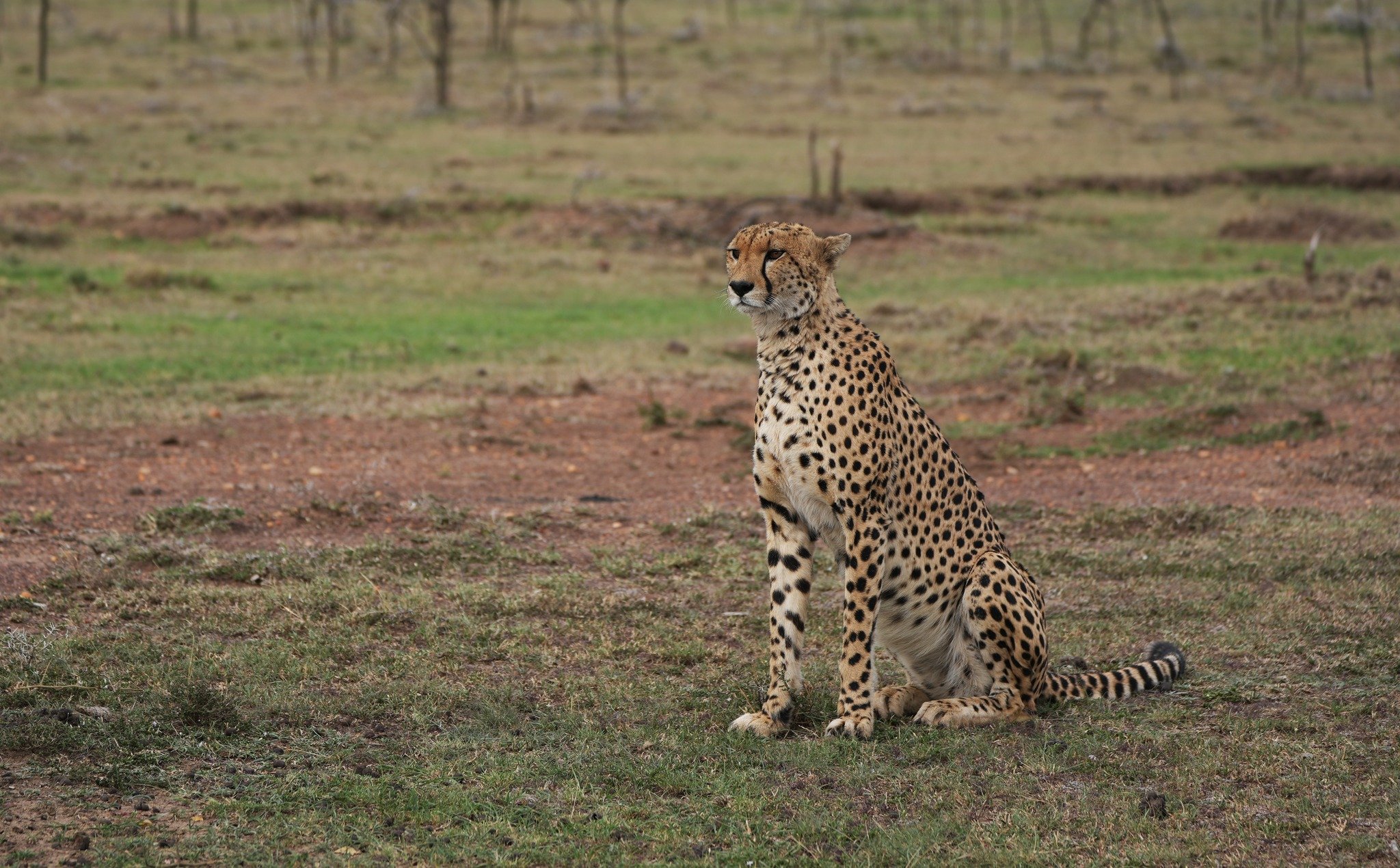 Scanning for prey, Naboisho Conservancy, Kenya, October 2023 .jpeg