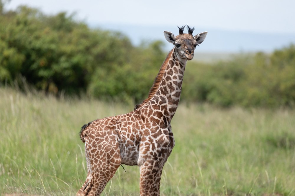 MasaiMara24_1.jpg