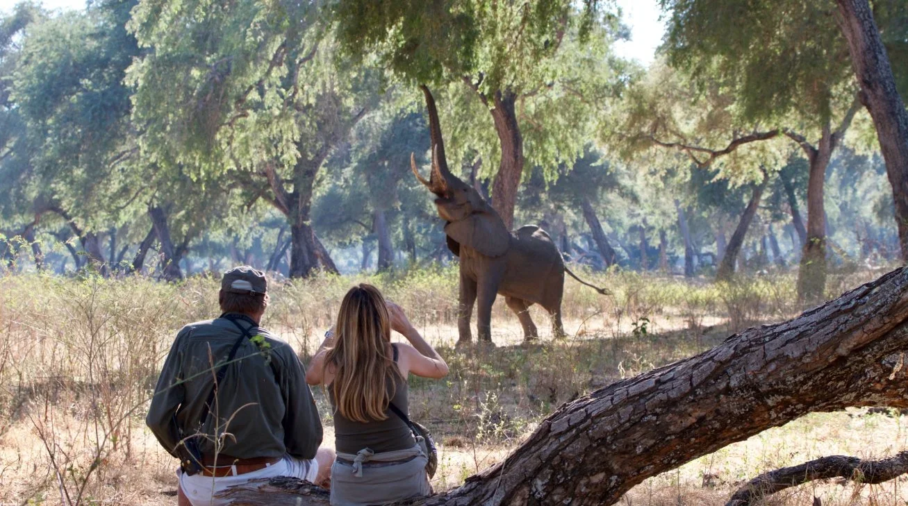 Zimbabwe Safari Parks And Where To Visit