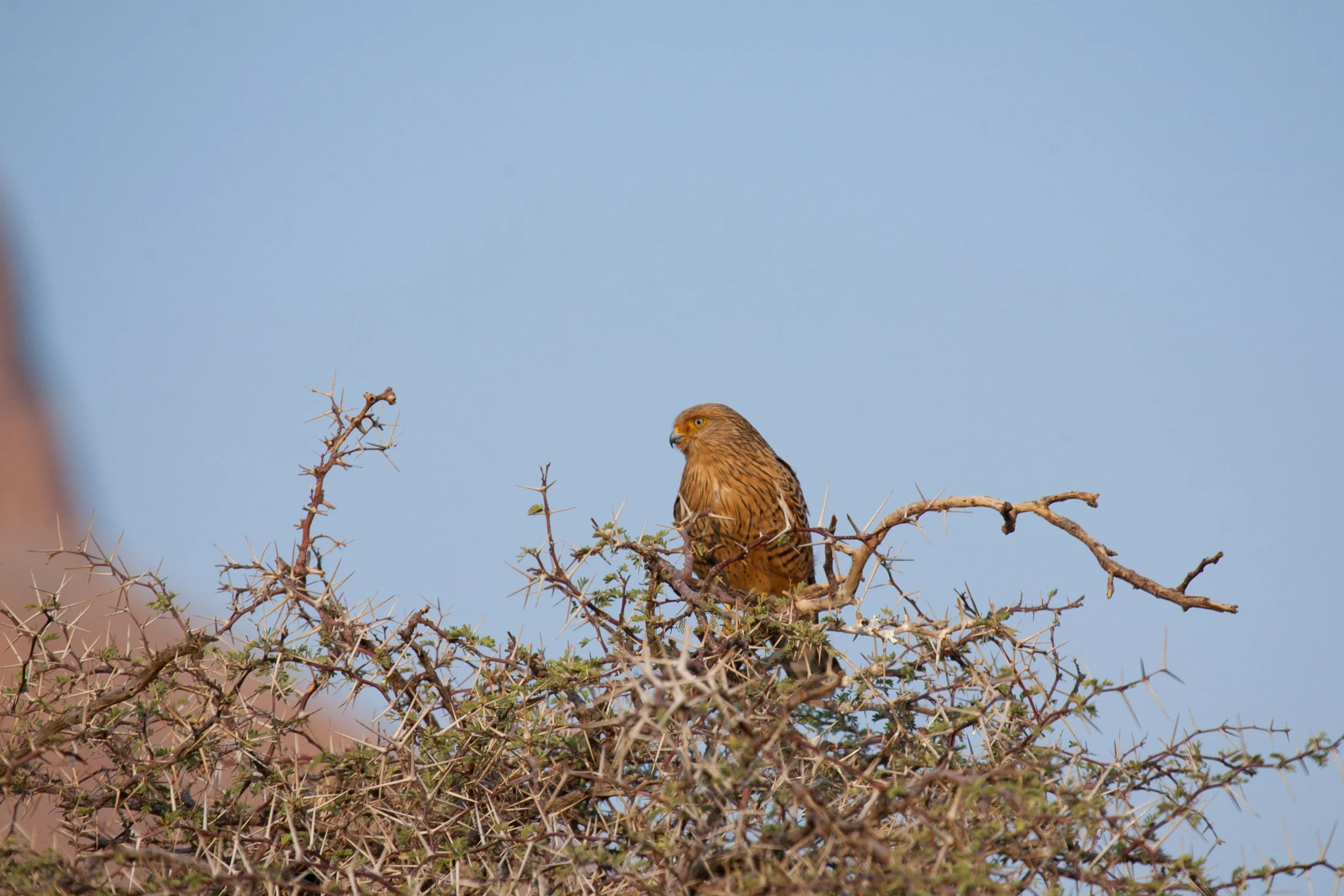 Namibia-14.jpg