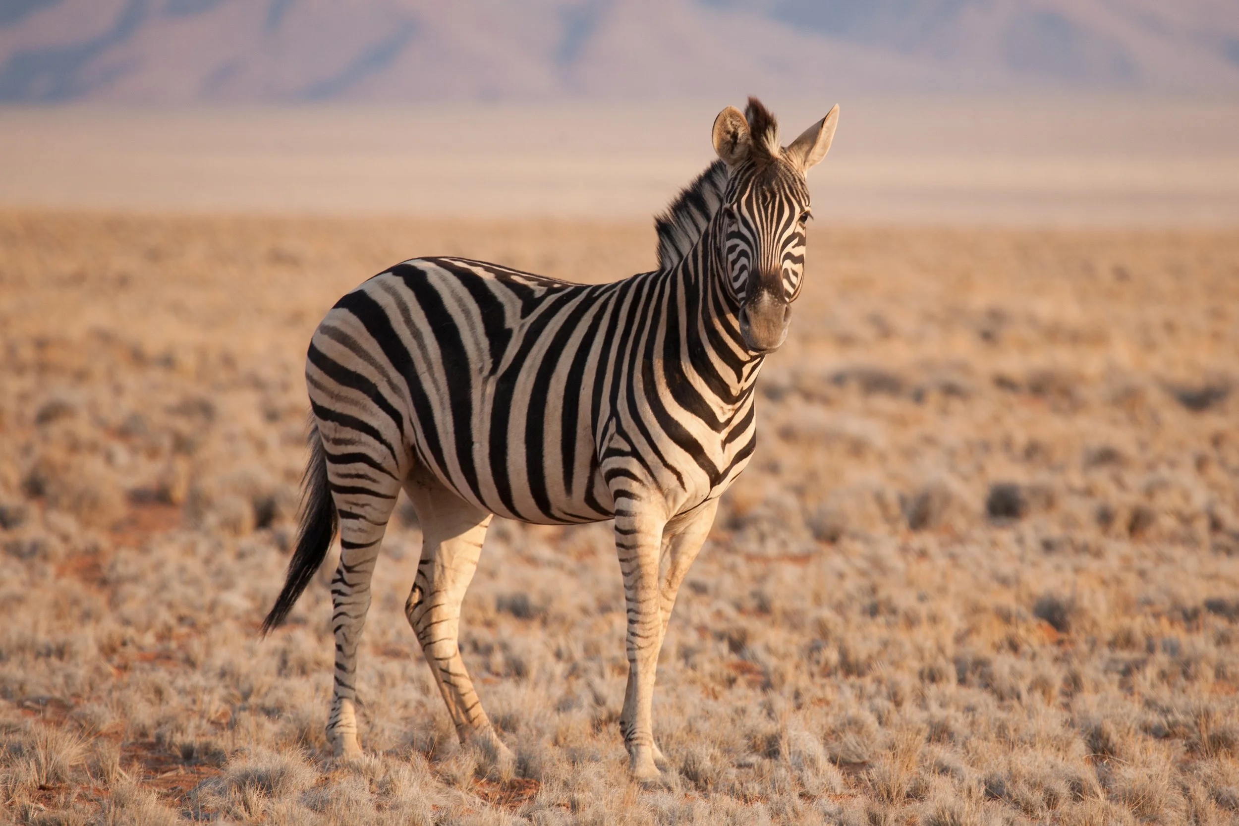 Namibia-17.jpg