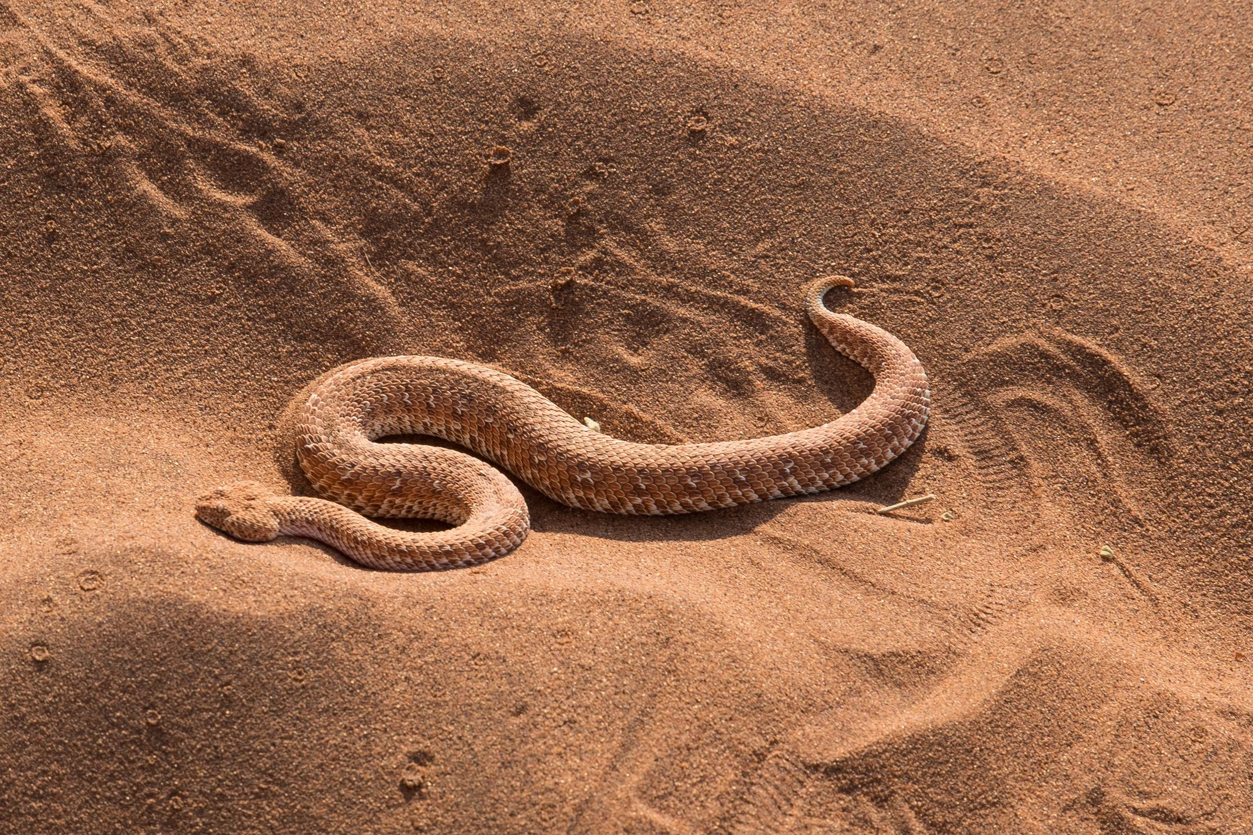 Namibia-40.jpg